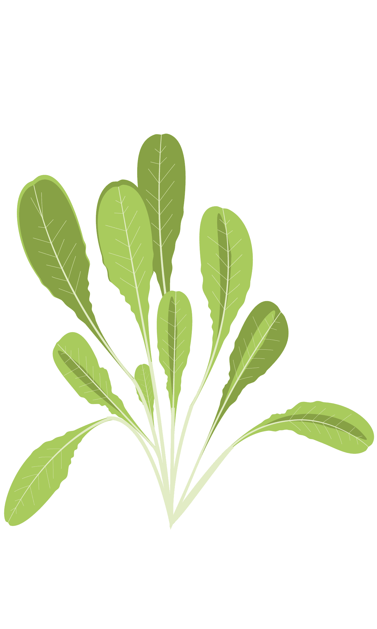 VERITABLE Lingot® Romaine Lettuce – Салата