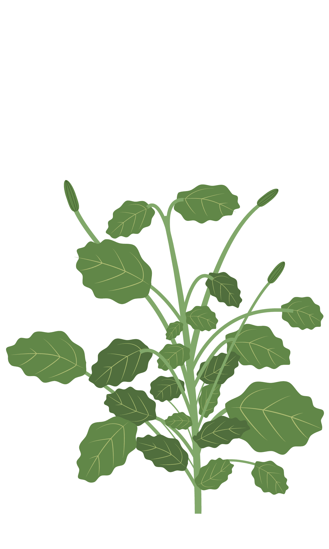 VERITABLE Lingot® Pansy Organic – Трицветна Теменужка