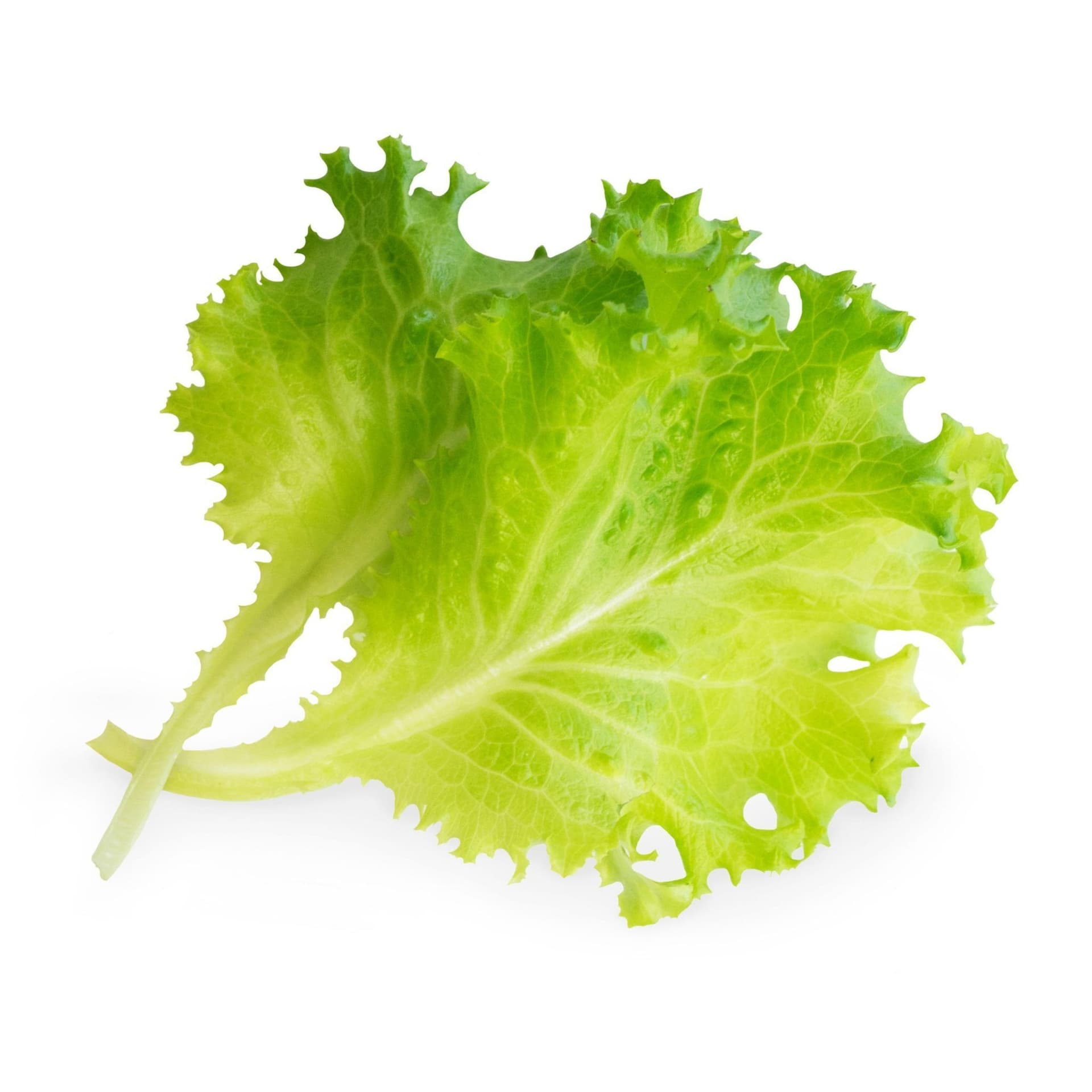 VERITABLE Lingot® Butterhead Lettuce Organic – Маруля