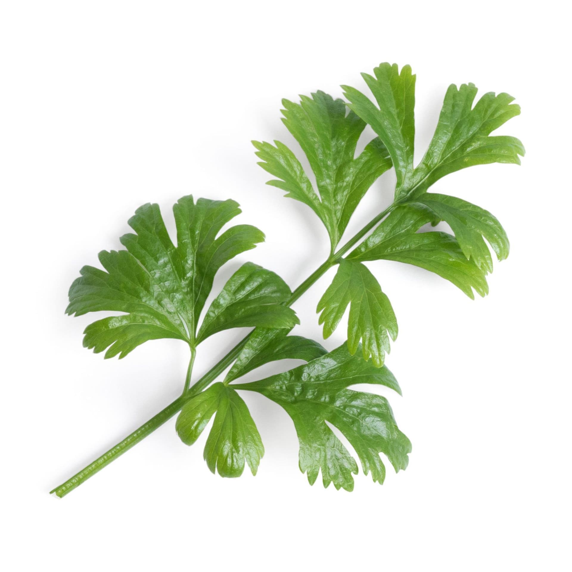 VERITABLE Lingot® Celery – Целина листа
