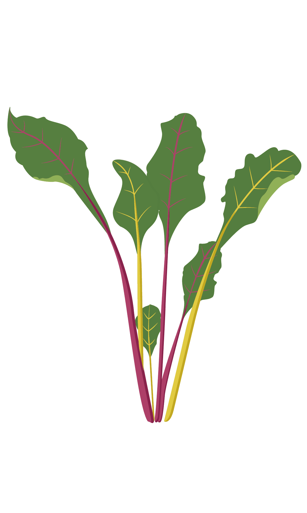 VERITABLE Lingot® Swiss Chard Organic – Манголд