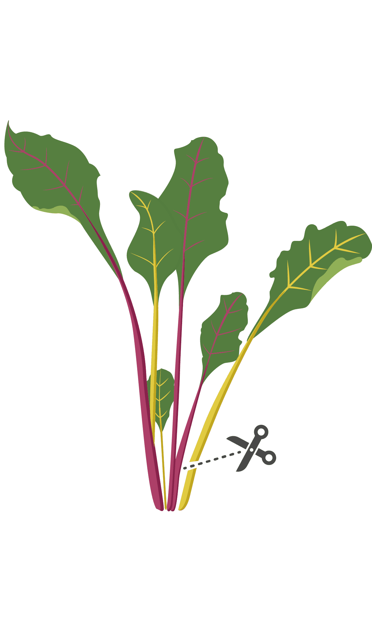 VERITABLE Lingot® Swiss Chard Organic – Манголд