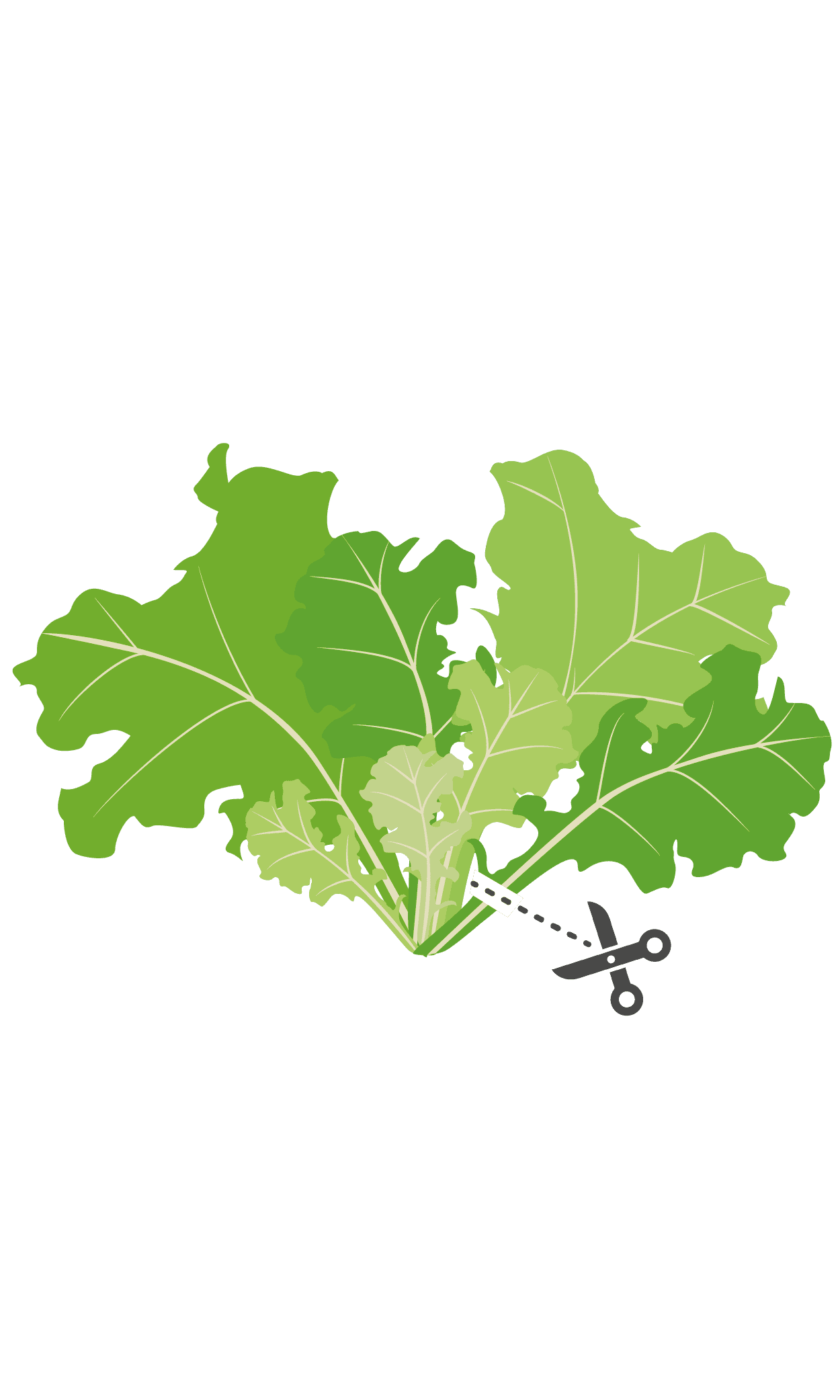 VERITABLE Lingot® Butterhead Lettuce Organic – Маруля
