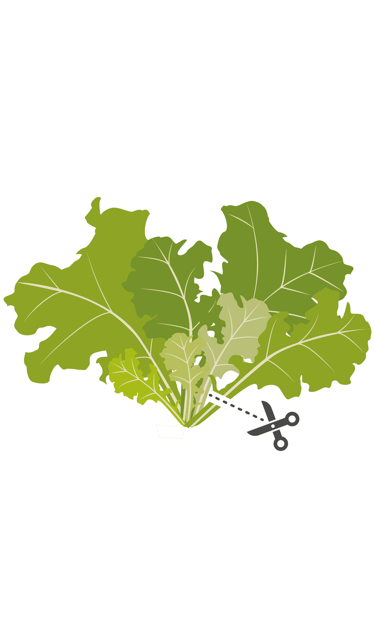 VERITABLE Lingot® Oakleaf Lettuce Organic – Салата дъбов лист