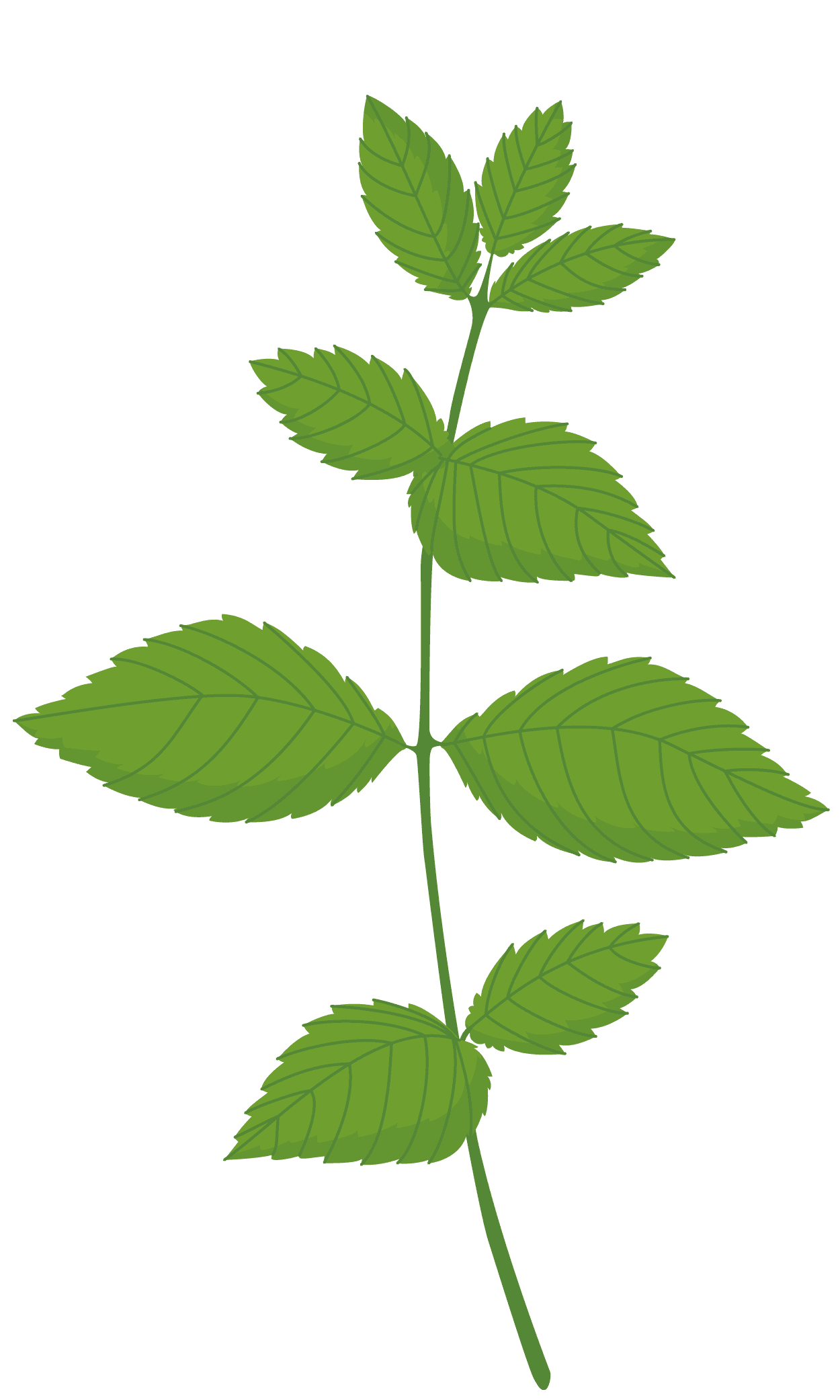 VERITABLE Lingot® Lemon Balm Organic – Маточина