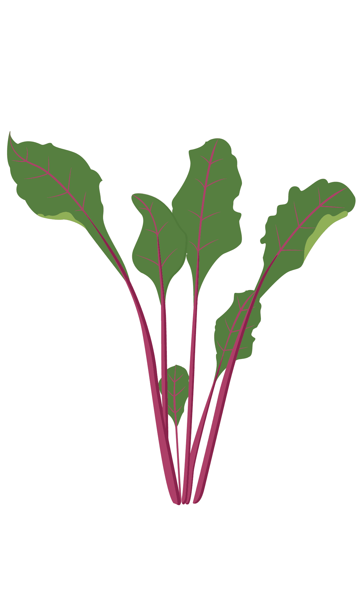 VERITABLE Lingot® Beet Greens Organic – Листа цвекло