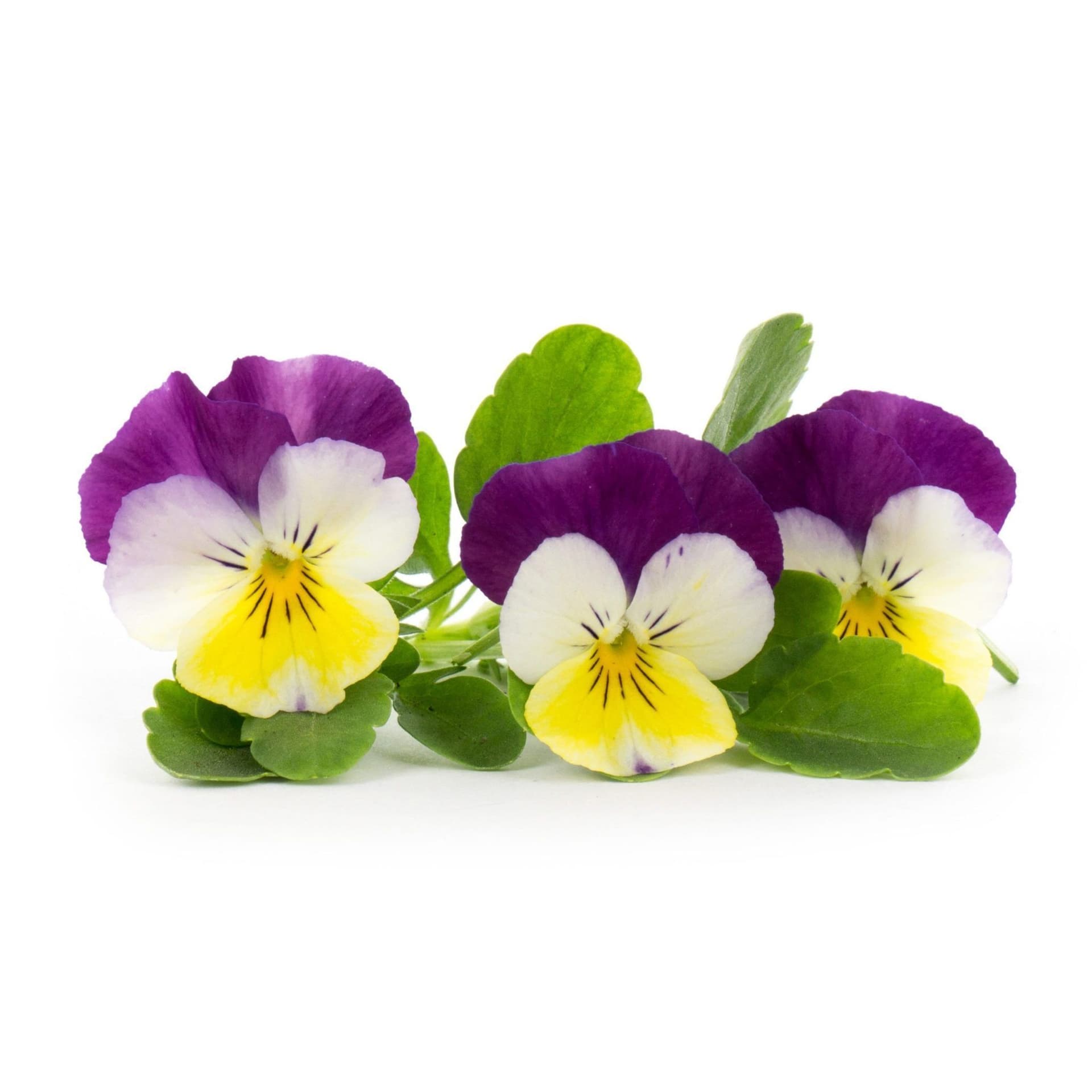 VERITABLE Lingot® Pansy Organic – Трицветна Теменужка