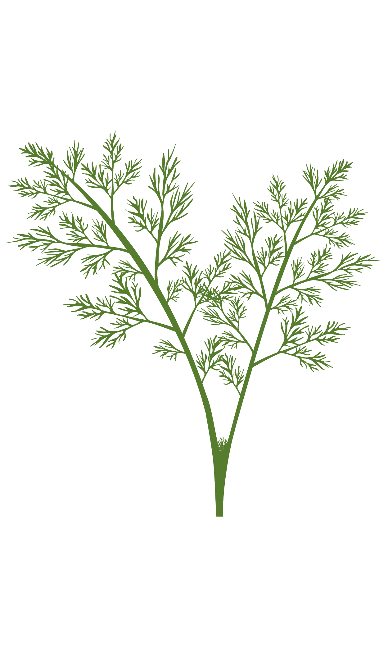 VERITABLE Lingot® Dill Organic – Копър