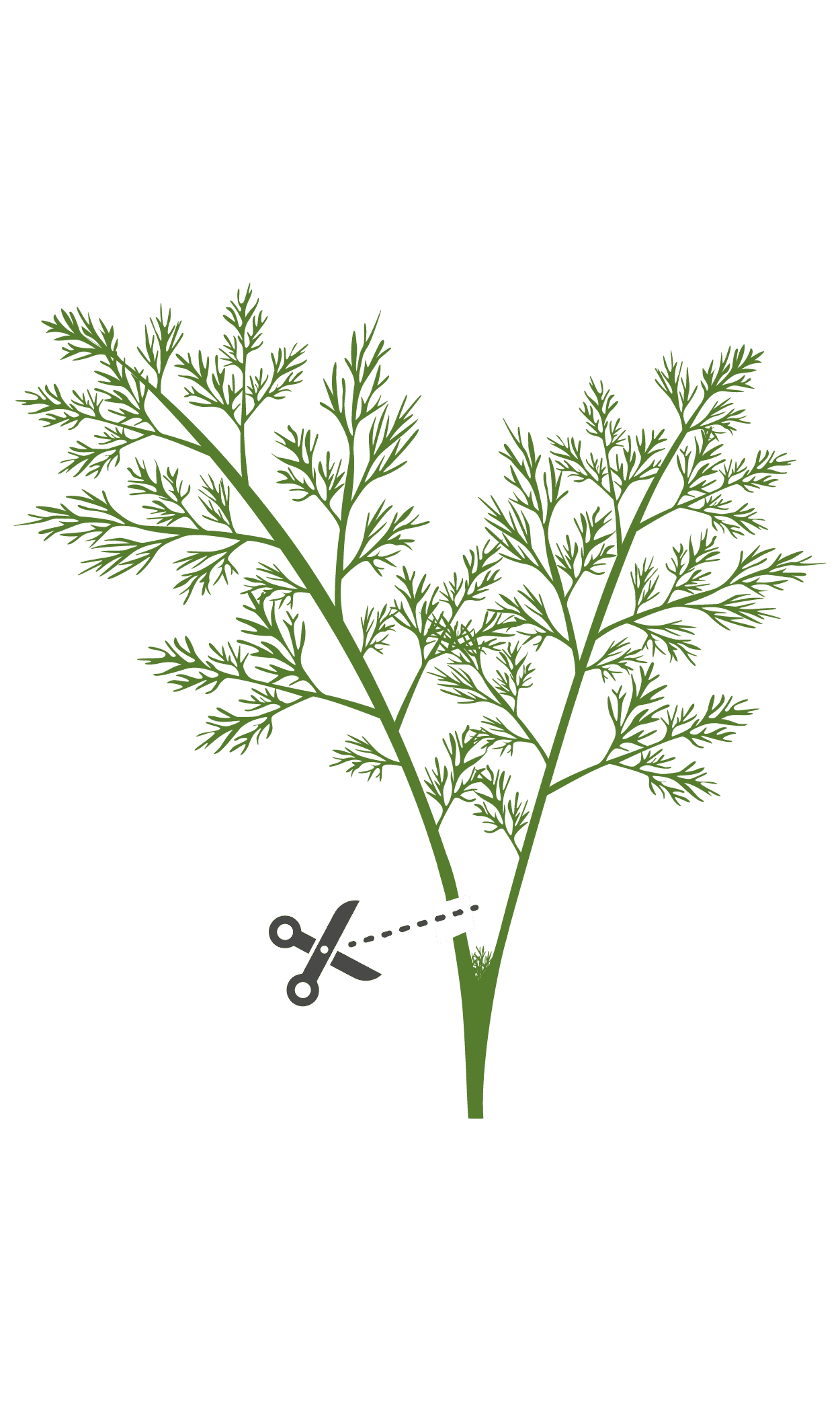 VERITABLE Lingot® Dill Organic – Копър