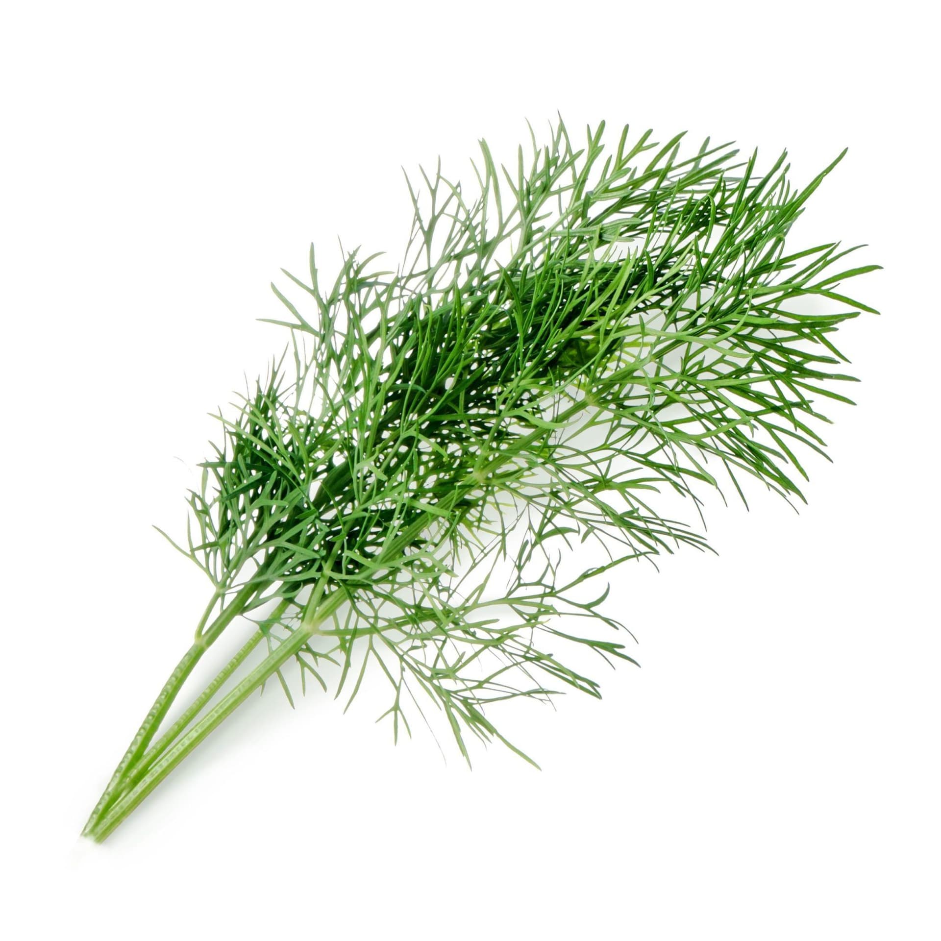 VERITABLE Lingot® Dill Organic – Копър
