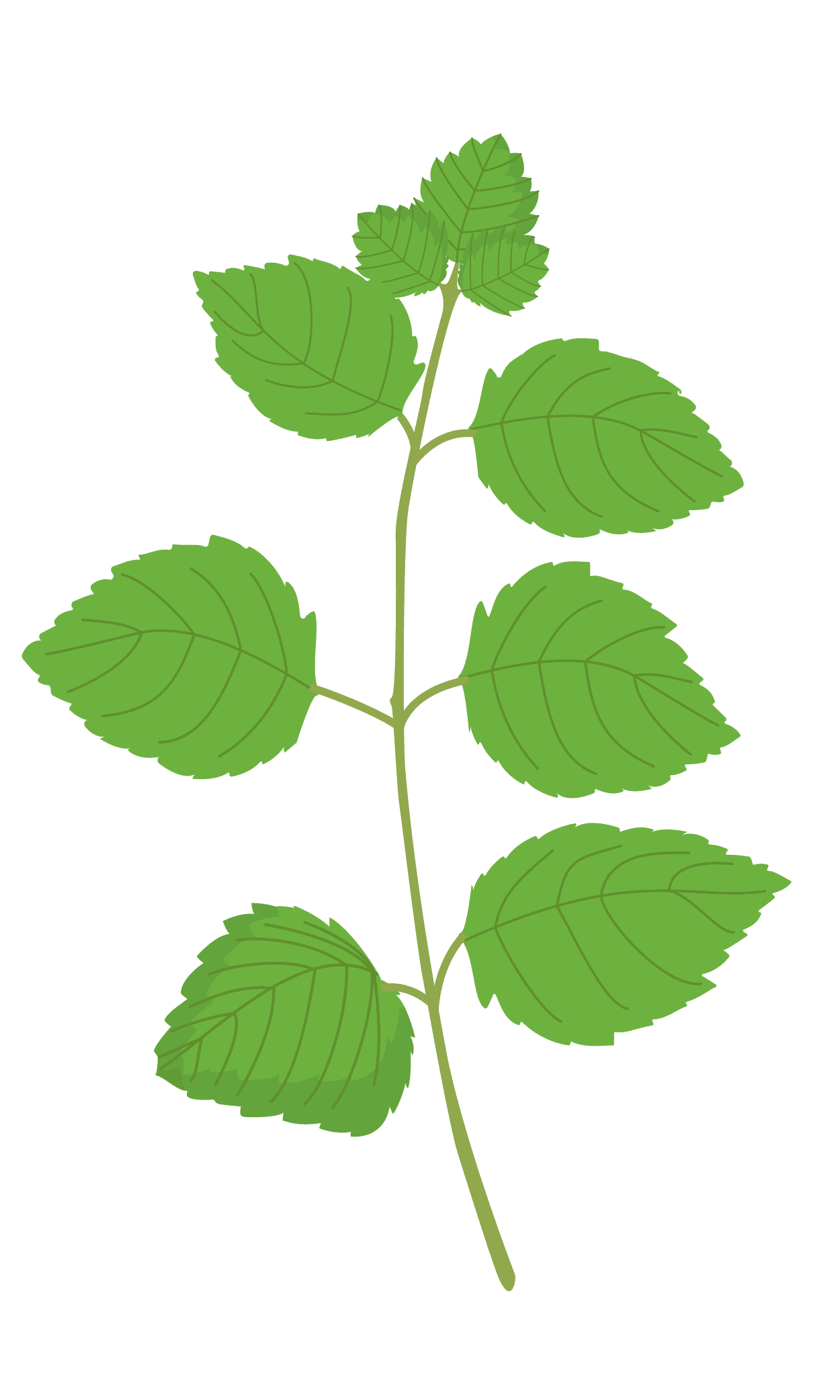 VERITABLE Lingot® Icy Mint Organic – Ледена Мента