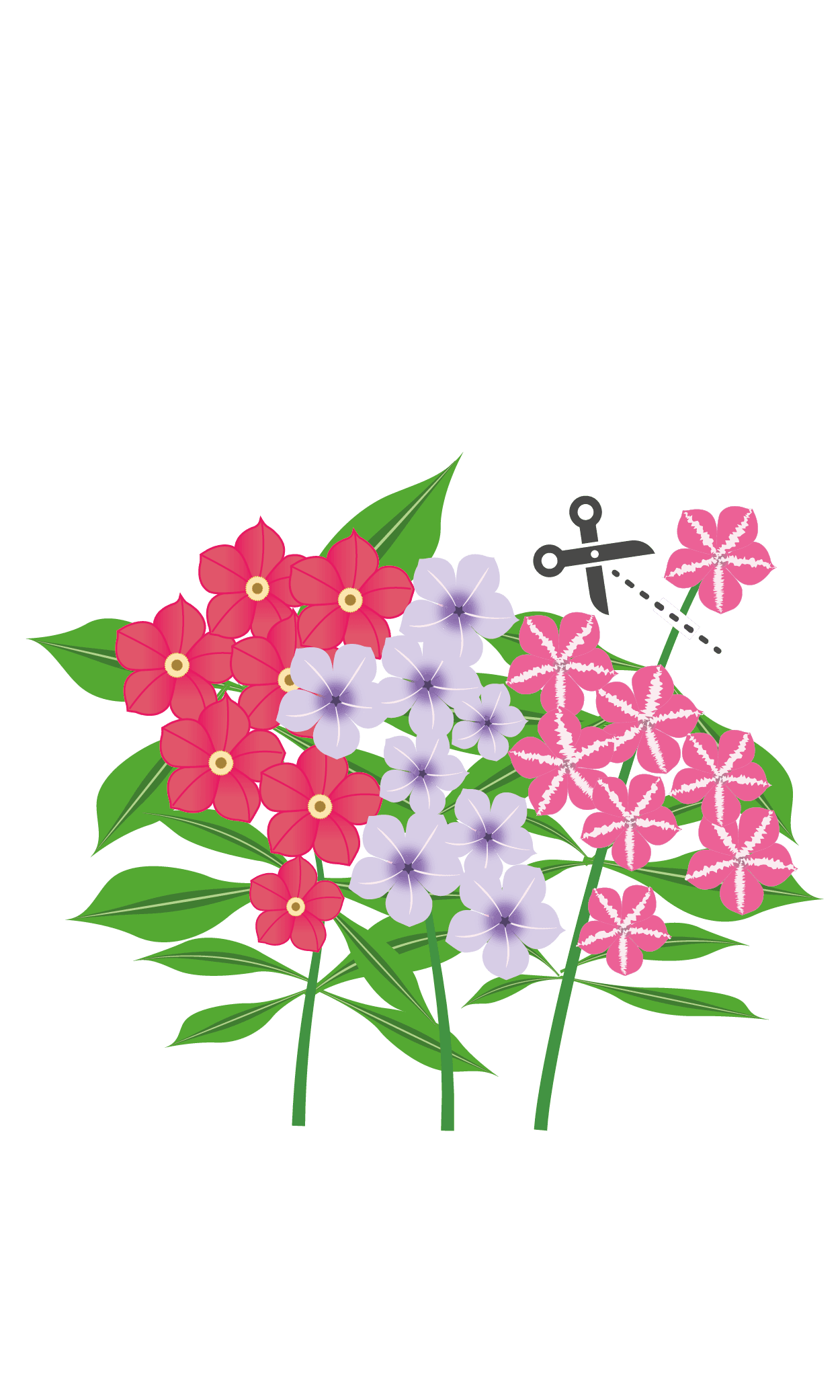 VERITABLE Lingot® Phlox – Ядлив Флокс