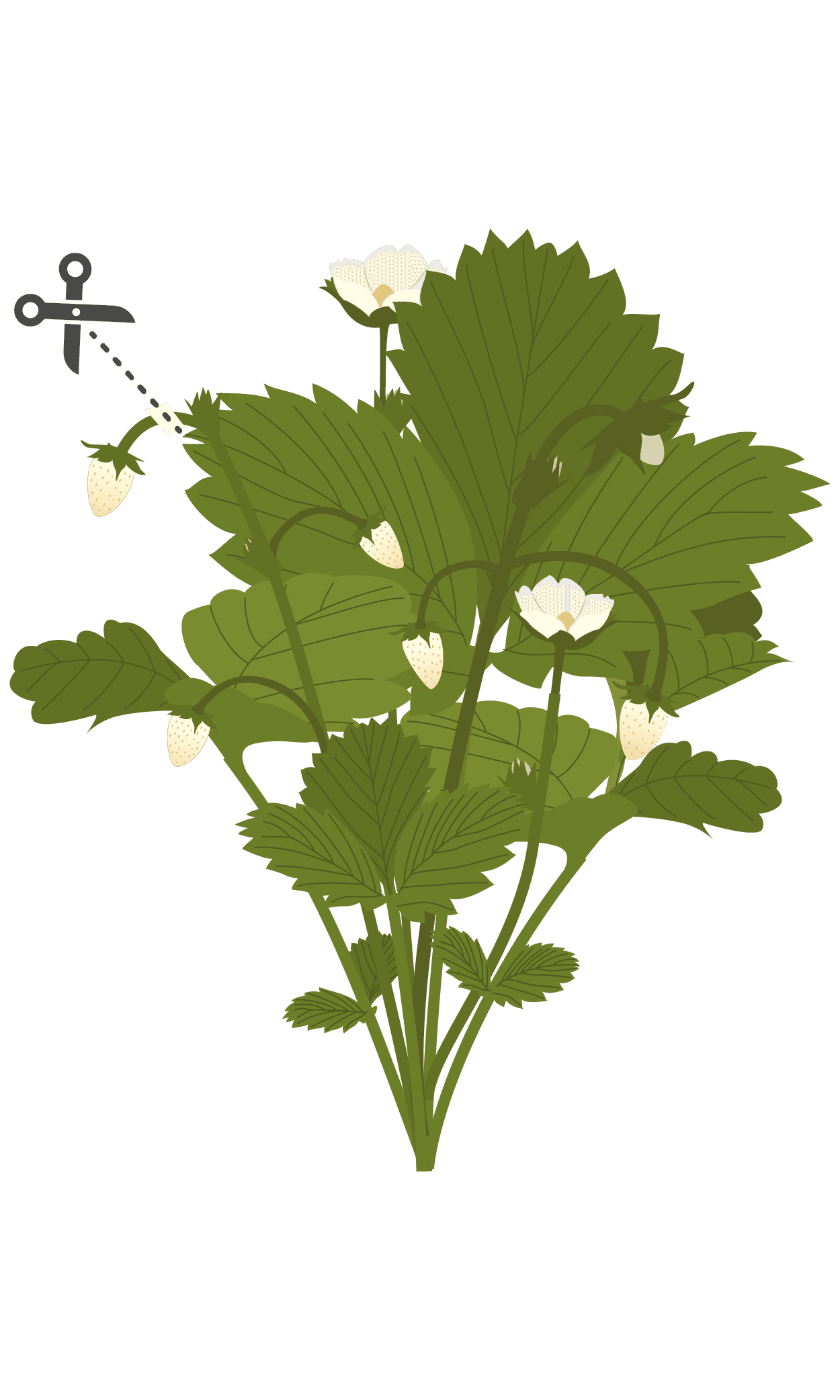 VERITABLE Lingot® White Wild Strawberry – Бели диви Ягоди