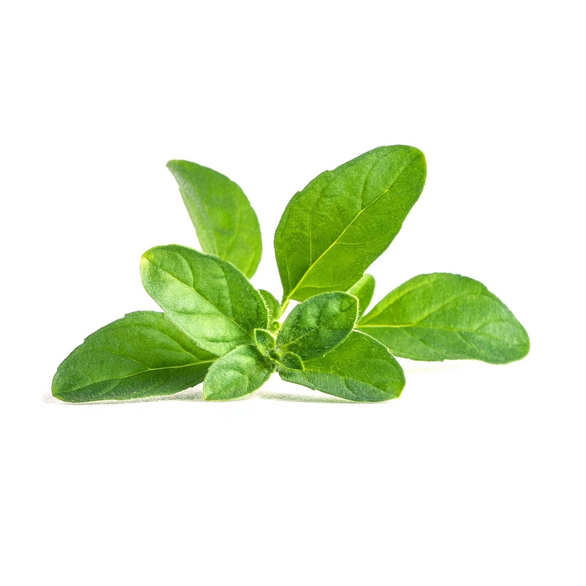 VERITABLE Lingot® Pennyroyal Mint – Кралска Мента