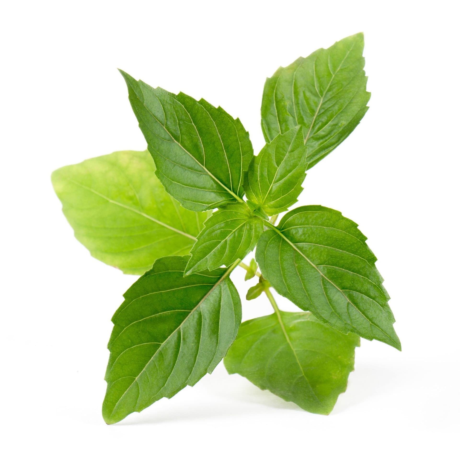 VERITABLE Lingot® Thai Basil Organic – Тайландски Босилек