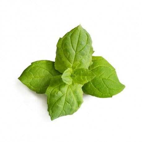 VERITABLE Lingot® Maroccan Mint – Мароканска Мента