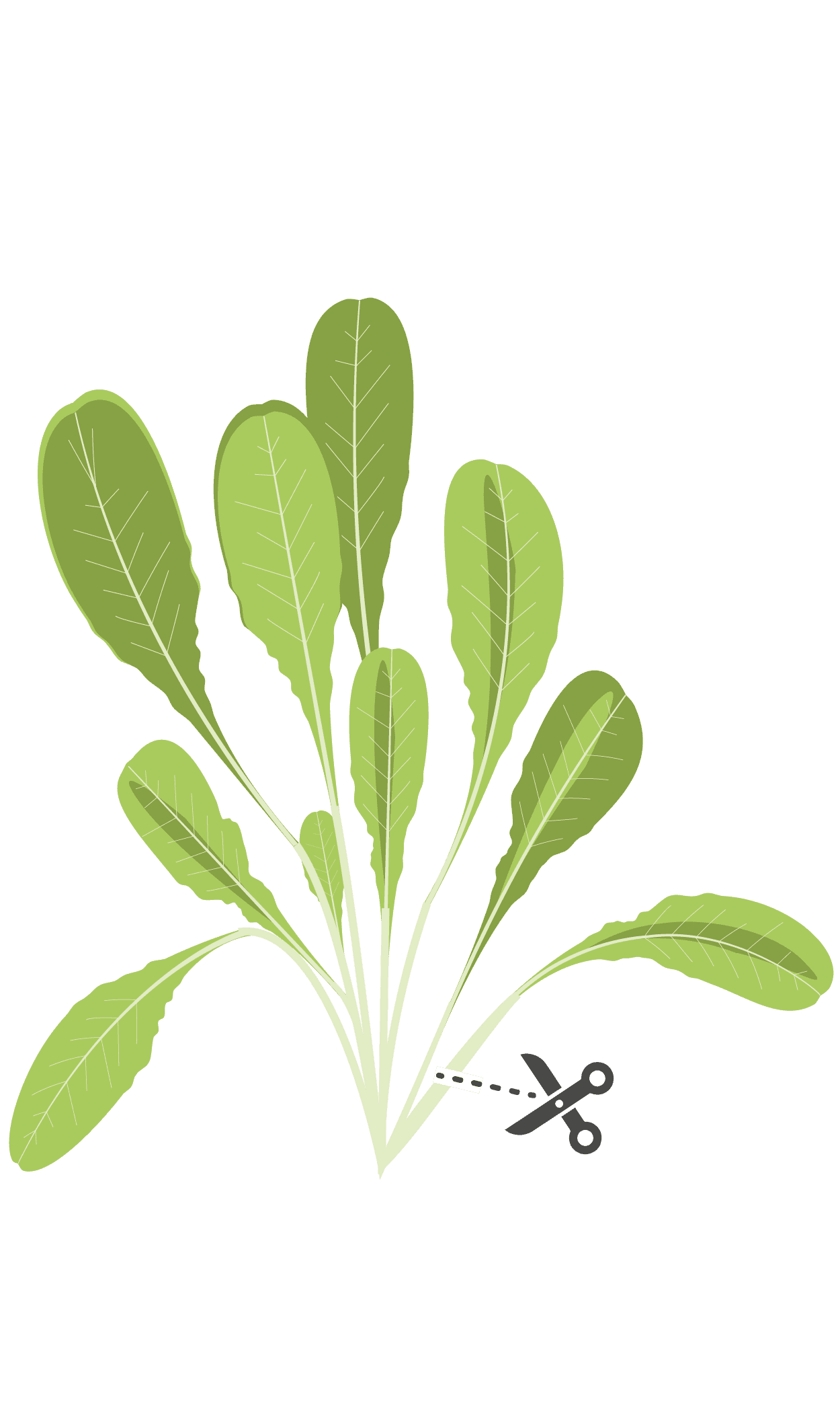 VERITABLE Lingot® Romaine Lettuce – Салата