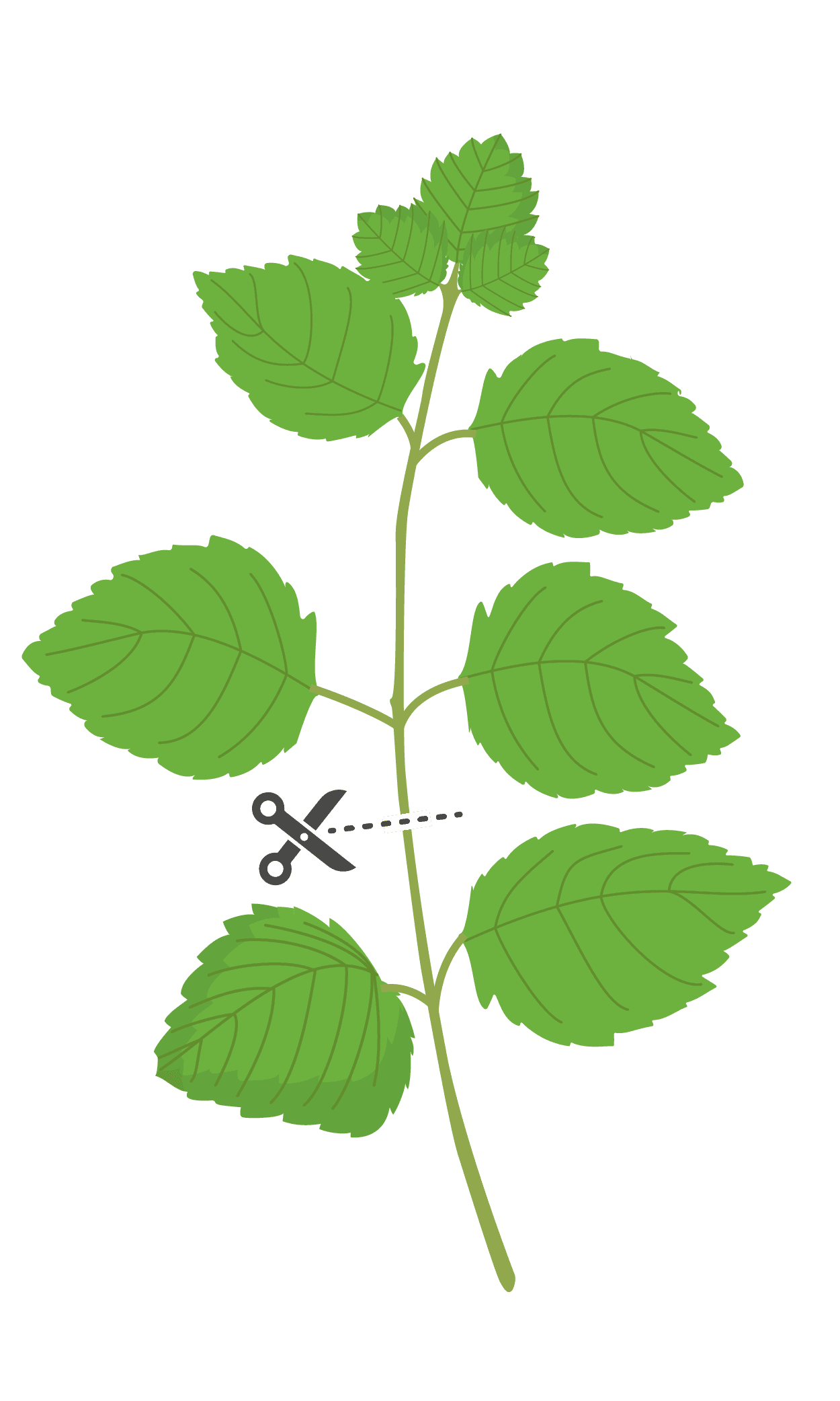 VERITABLE Lingot® Icy Mint Organic – Ледена Мента