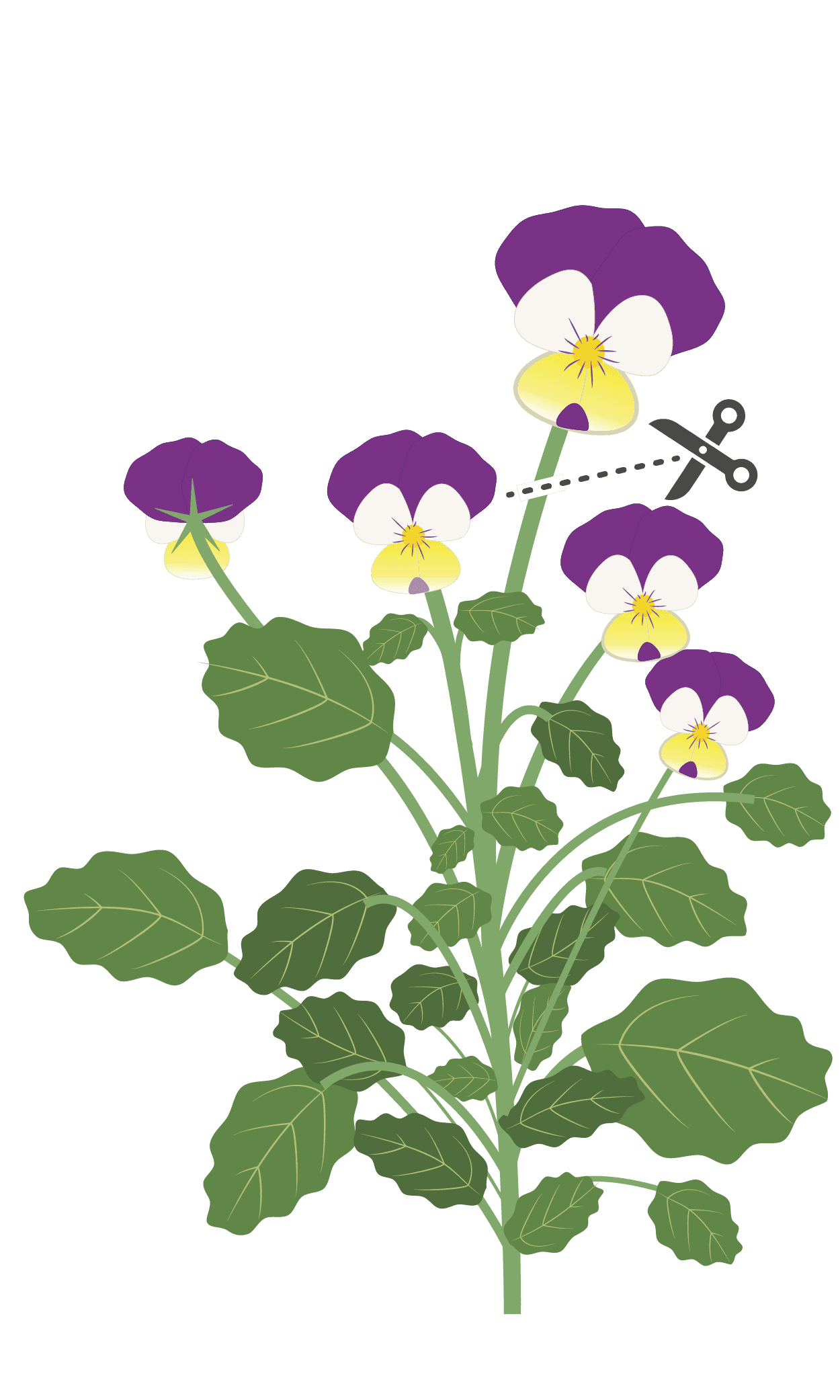 VERITABLE Lingot® Pansy Organic – Трицветна Теменужка