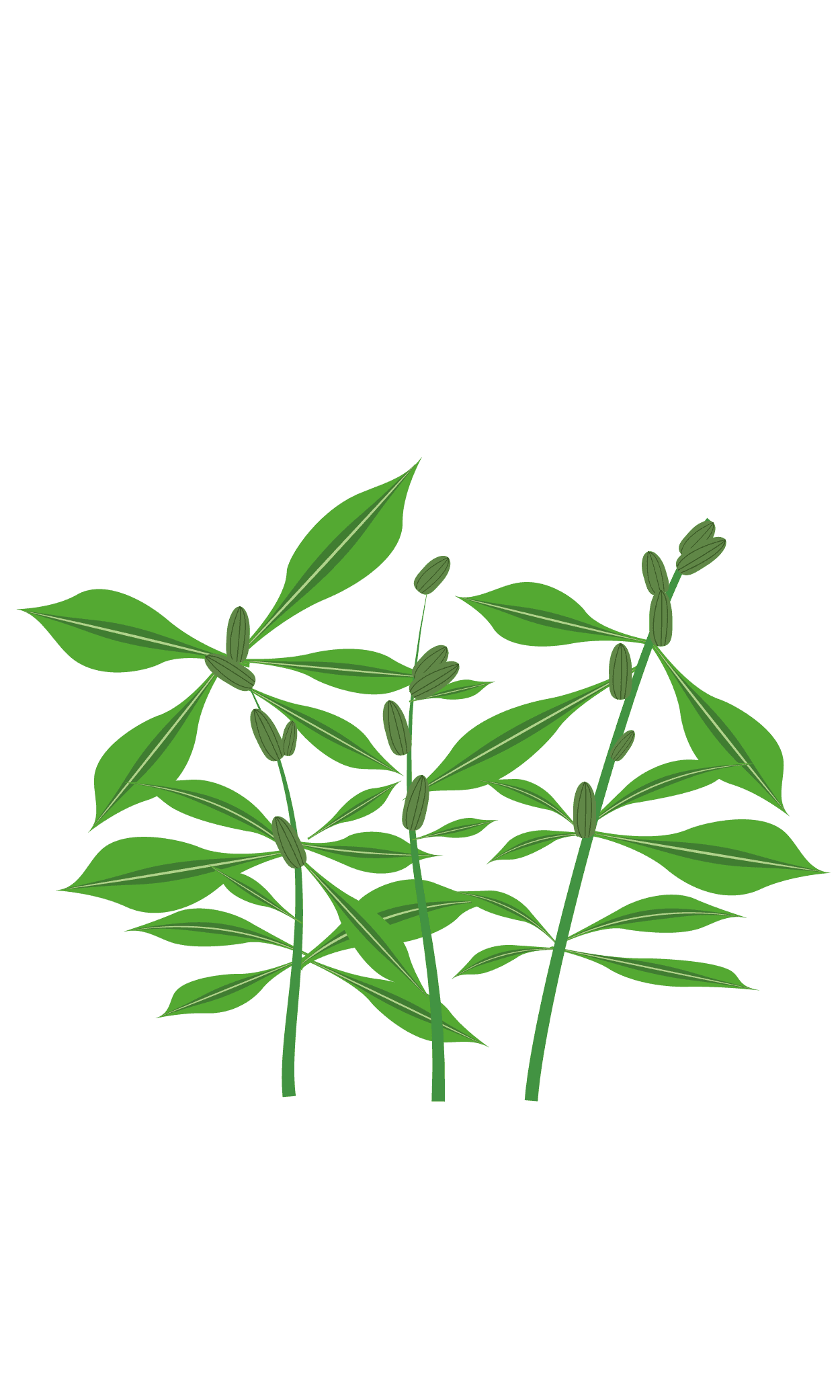 VERITABLE Lingot® Phlox – Ядлив Флокс