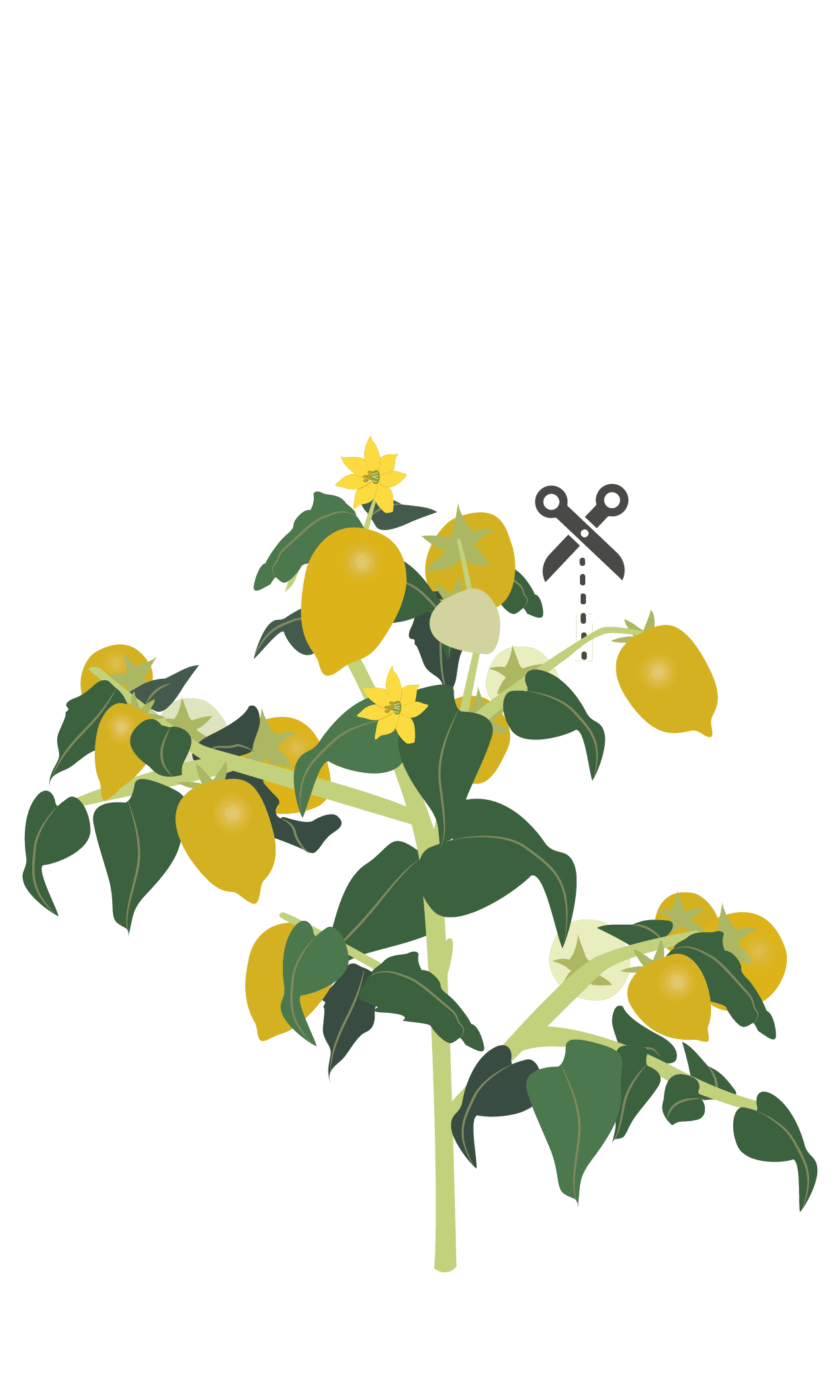 VERITABLE Lingot® Yellow Mini-Tomato – Жълти Мини Домати