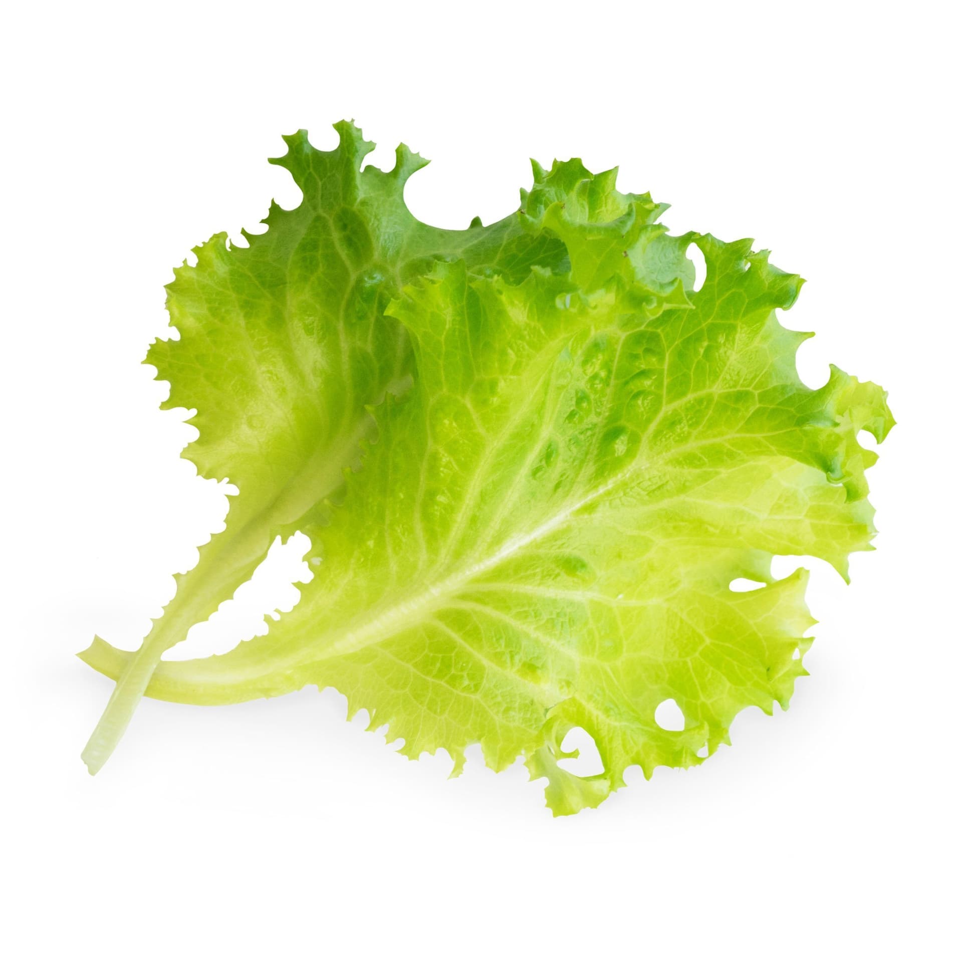 VERITABLE Lingot® Butterhead Lettuce Organic – Маруля