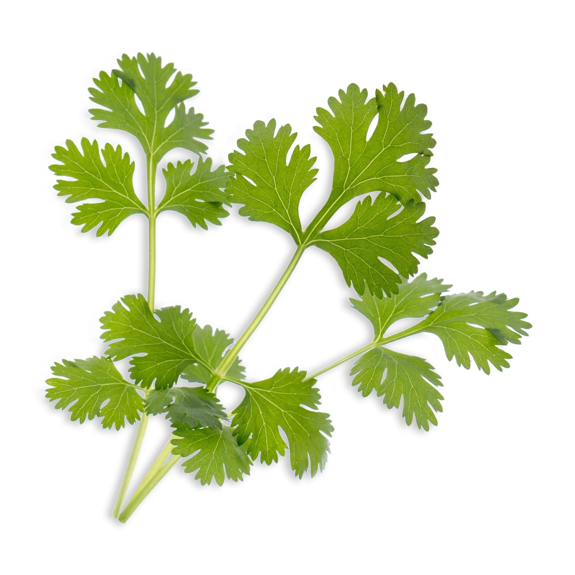 VERITABLE Lingot® Cilantro Organic – Кориандър