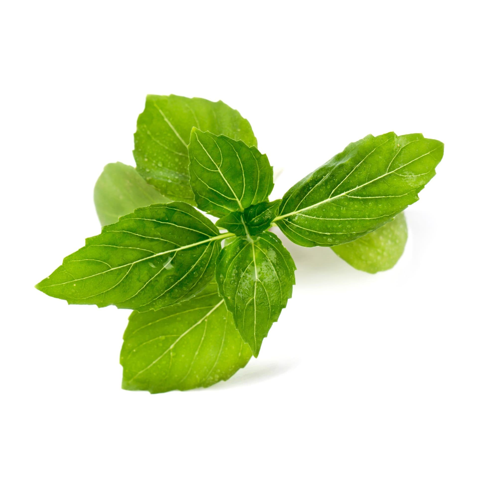 VERITABLE Lingot® Cinnamon Basil Organic – Канелен Босилек