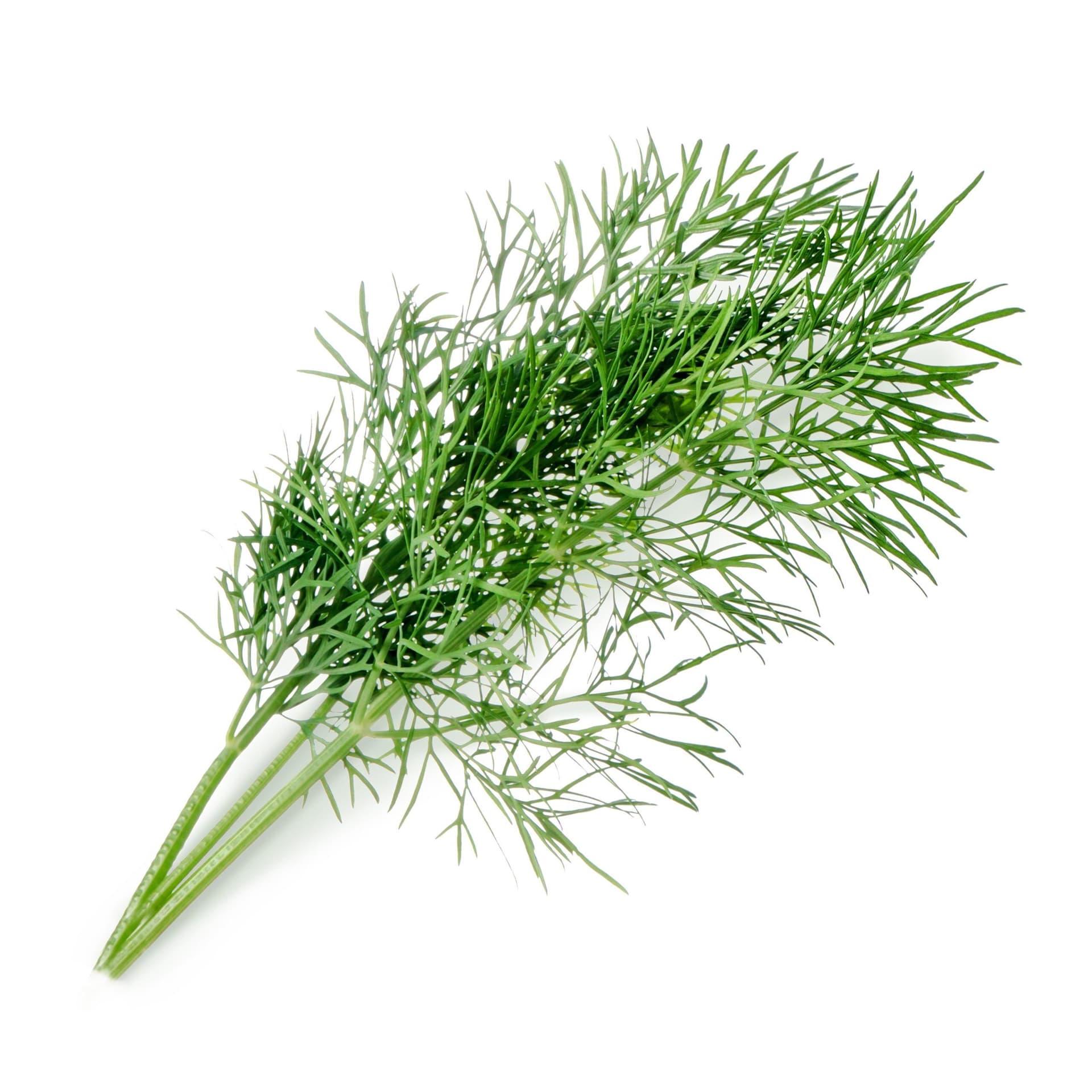 VERITABLE Lingot® Dill Organic – Копър
