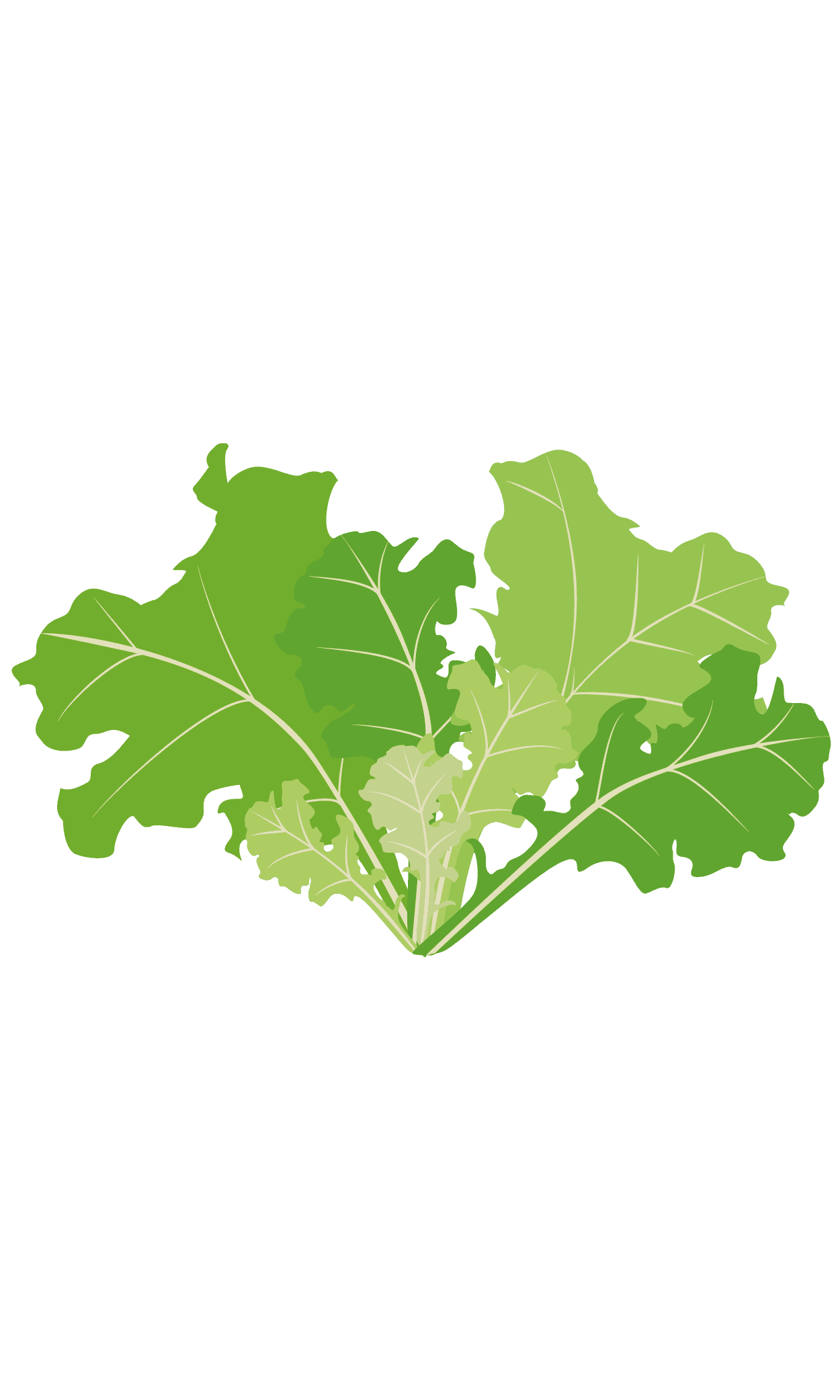 VERITABLE Lingot® Butterhead Lettuce Organic – Маруля