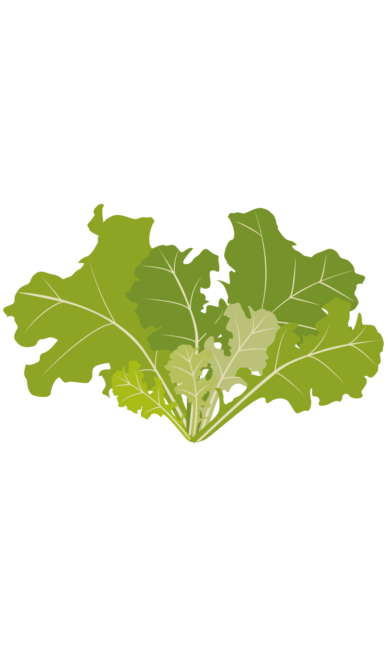 VERITABLE Lingot® Oakleaf Lettuce Organic – Салата дъбов лист