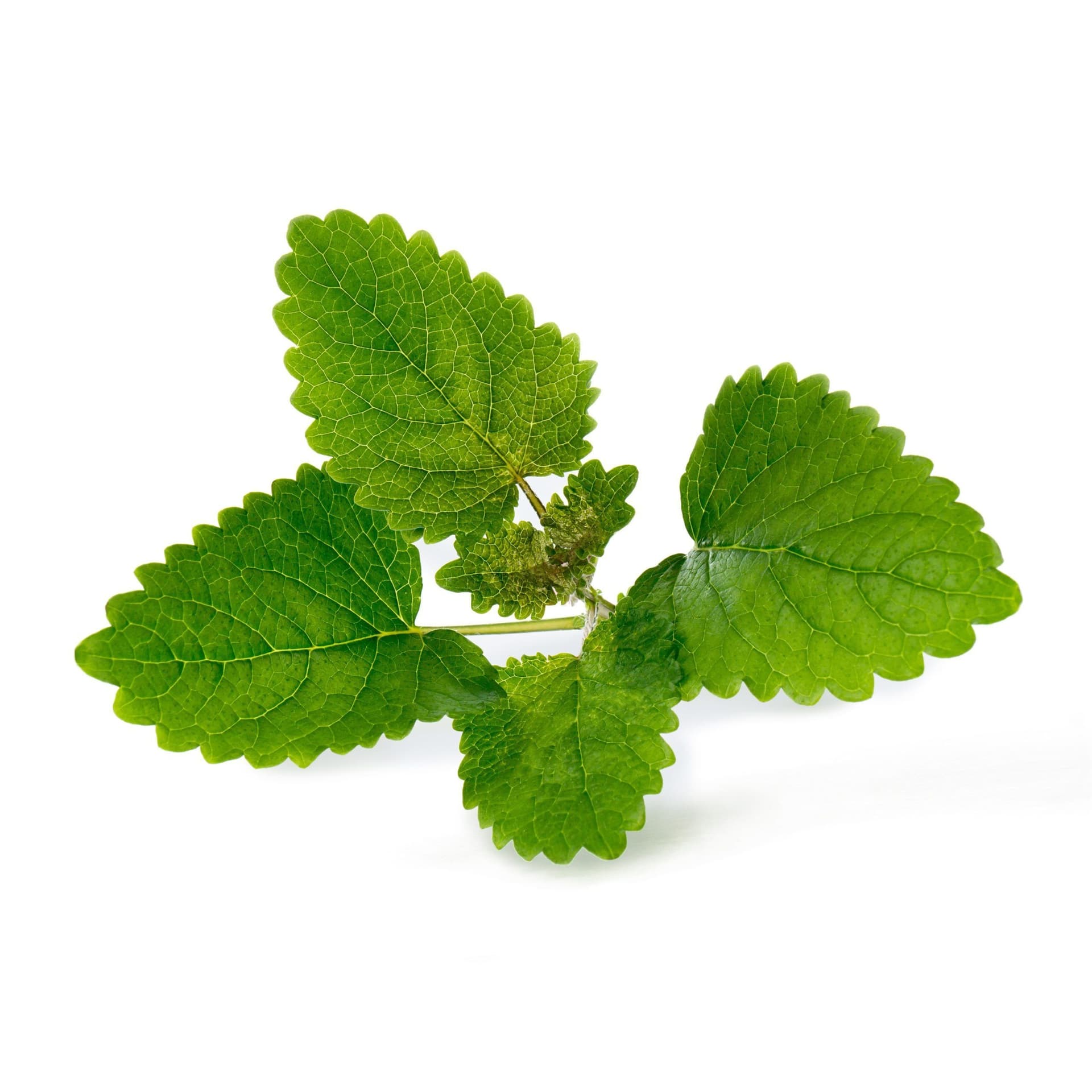 VERITABLE Lingot® Lemon Balm Organic – Маточина