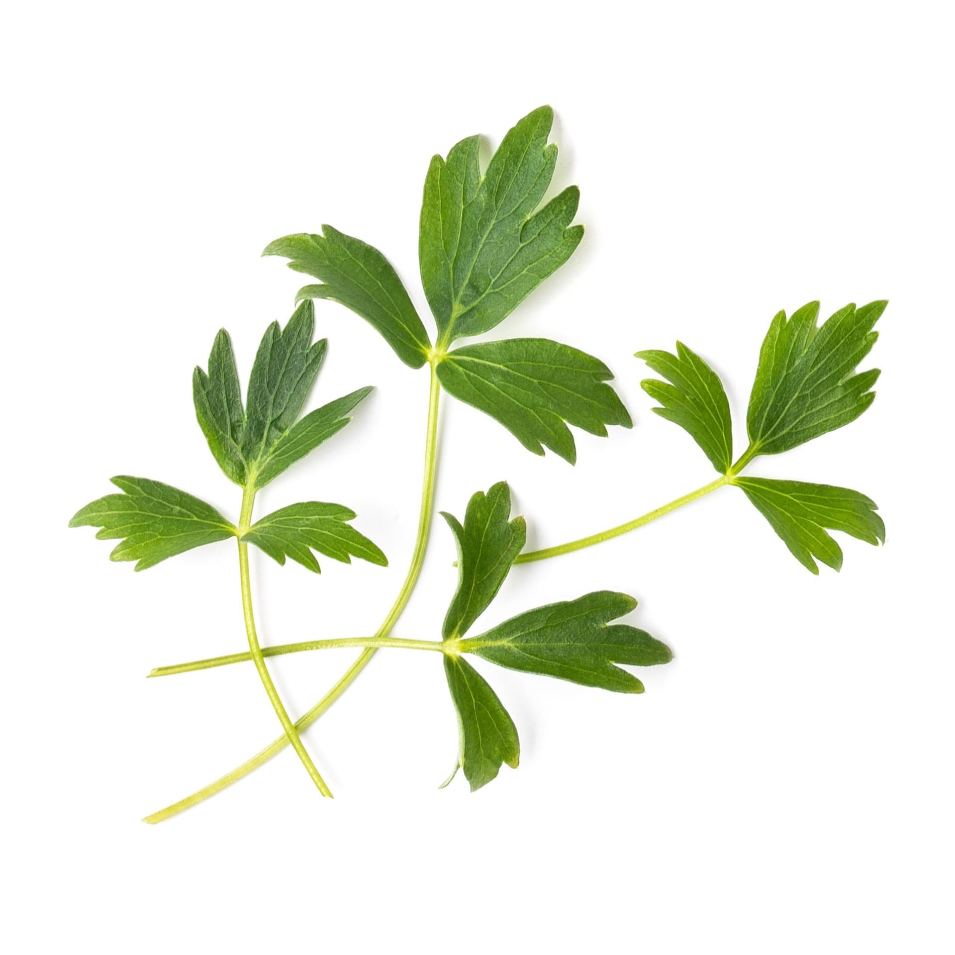 VERITABLE Lingot® Lovage  – Девесил