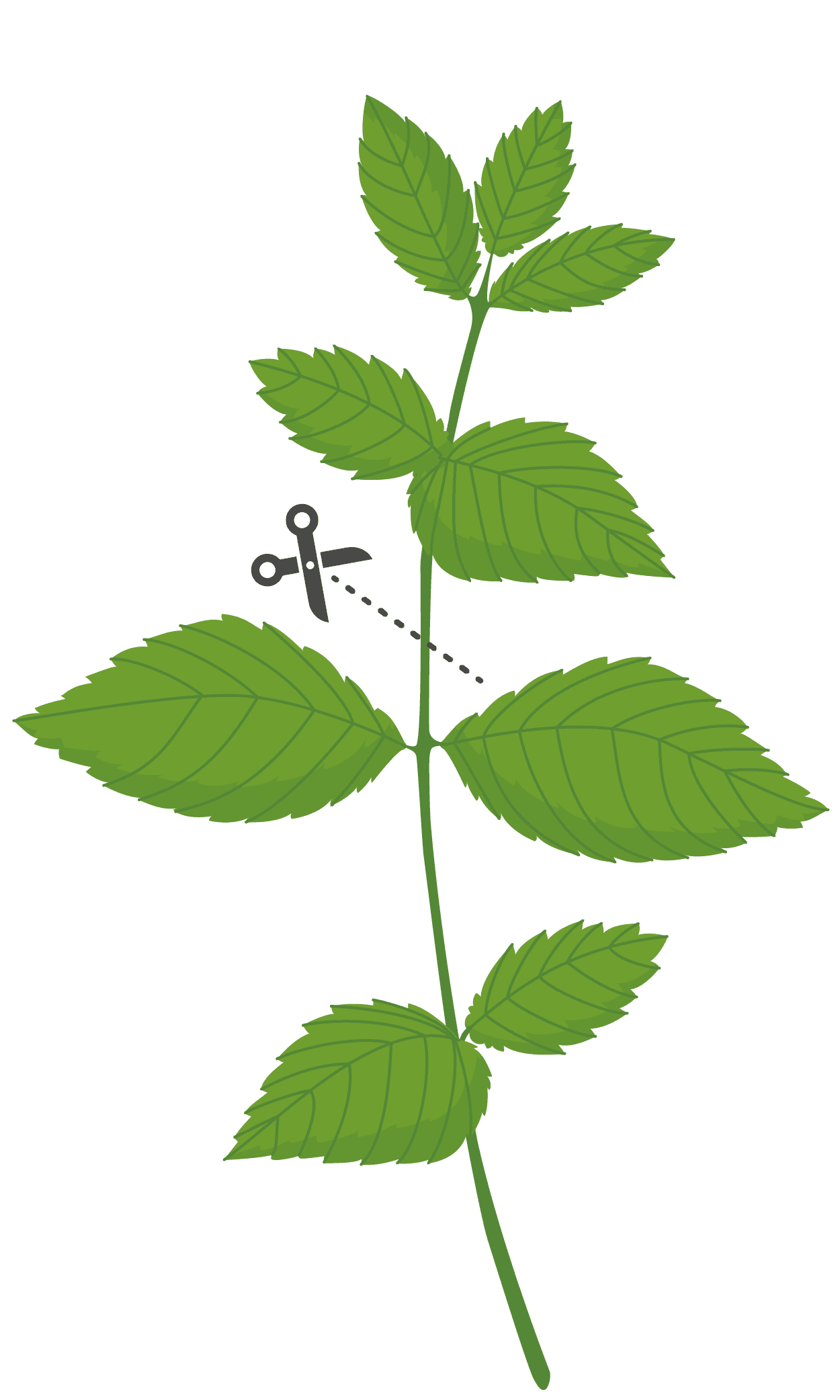 VERITABLE Lingot® Lemon Balm Organic – Маточина