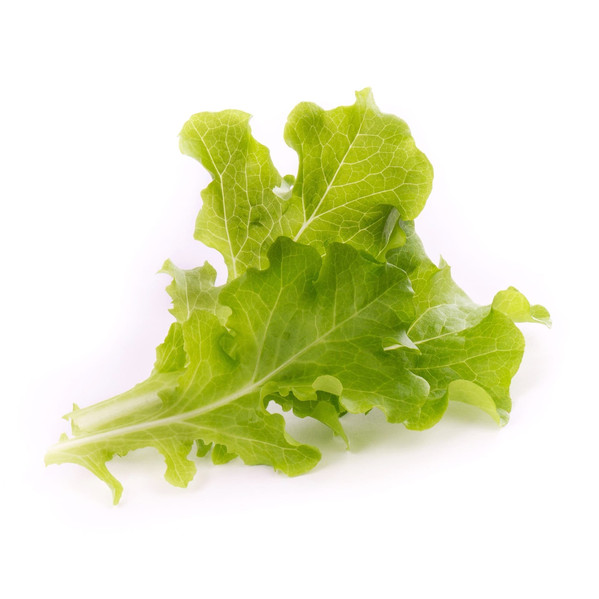 VERITABLE Lingot® Oakleaf Lettuce Organic – Салата дъбов лист