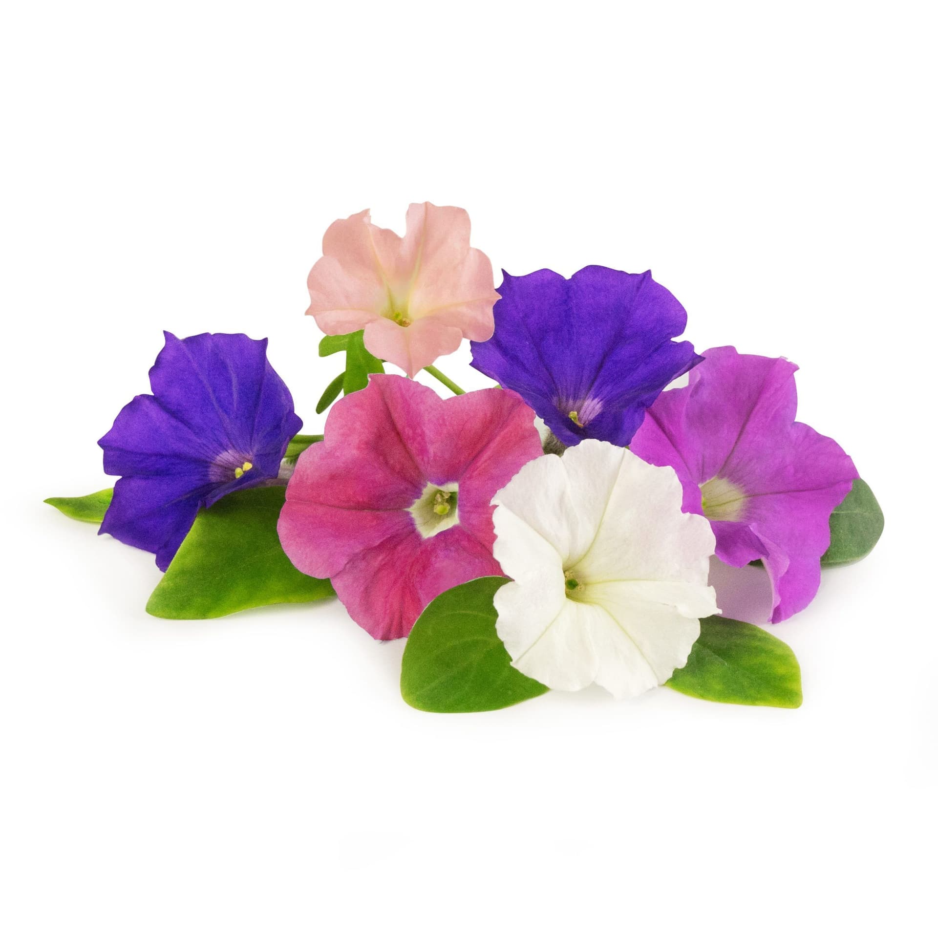 VERITABLE Lingot® Petunia – Ядлива  Петуния