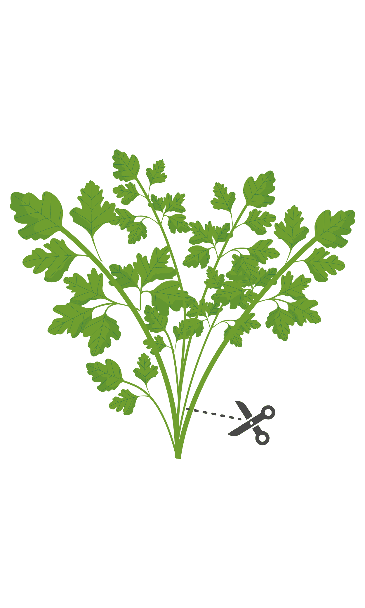 VERITABLE Lingot® Celery – Целина листа