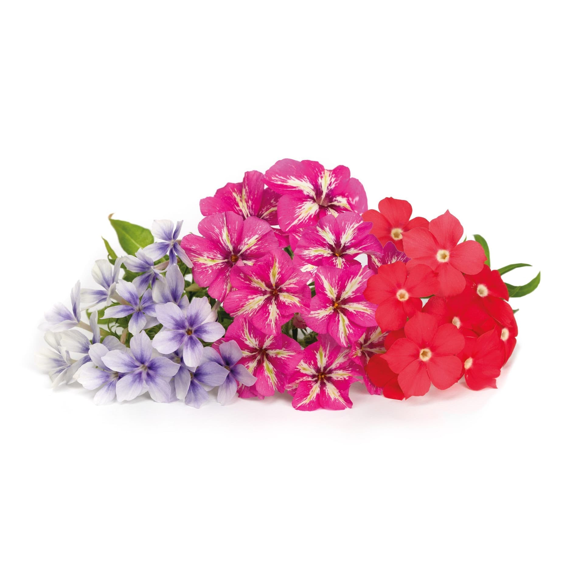 VERITABLE Lingot® Phlox – Ядлив Флокс