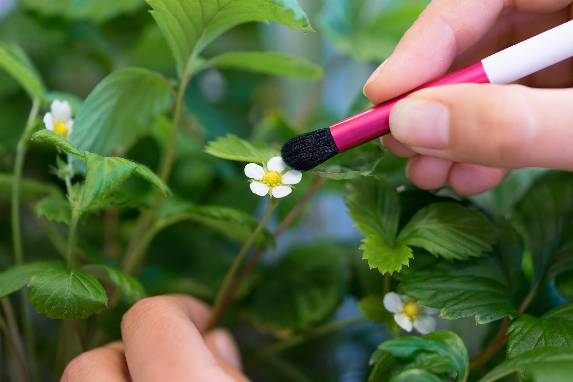 VERITABLE Четчица за опрашване POLLINATION BRUSH
