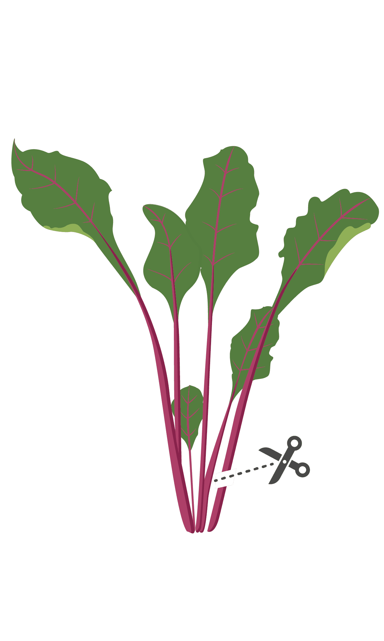VERITABLE Lingot® Beet Greens Organic – Листа цвекло