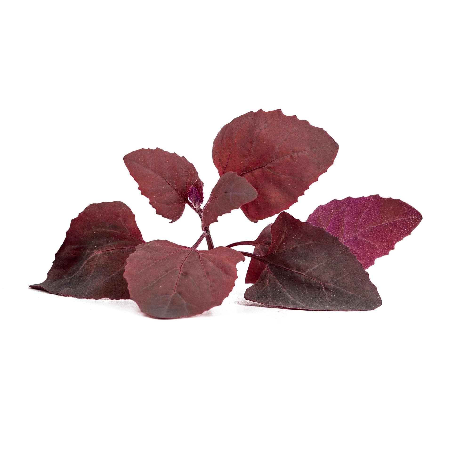 VERITABLE Lingot® Red Orach – Червен френски спанак