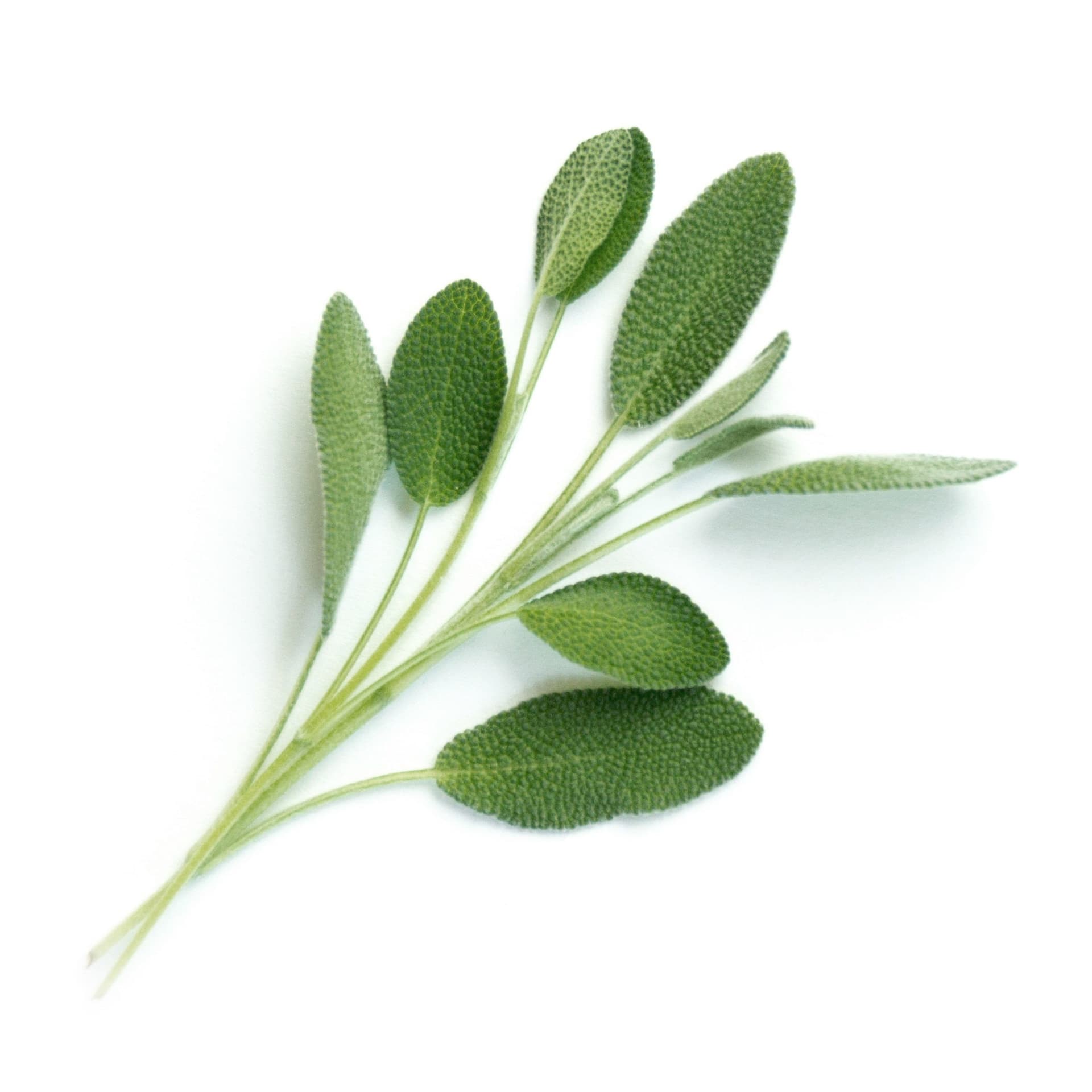 VERITABLE Lingot® Sage Organic  – Градински Чай листа
