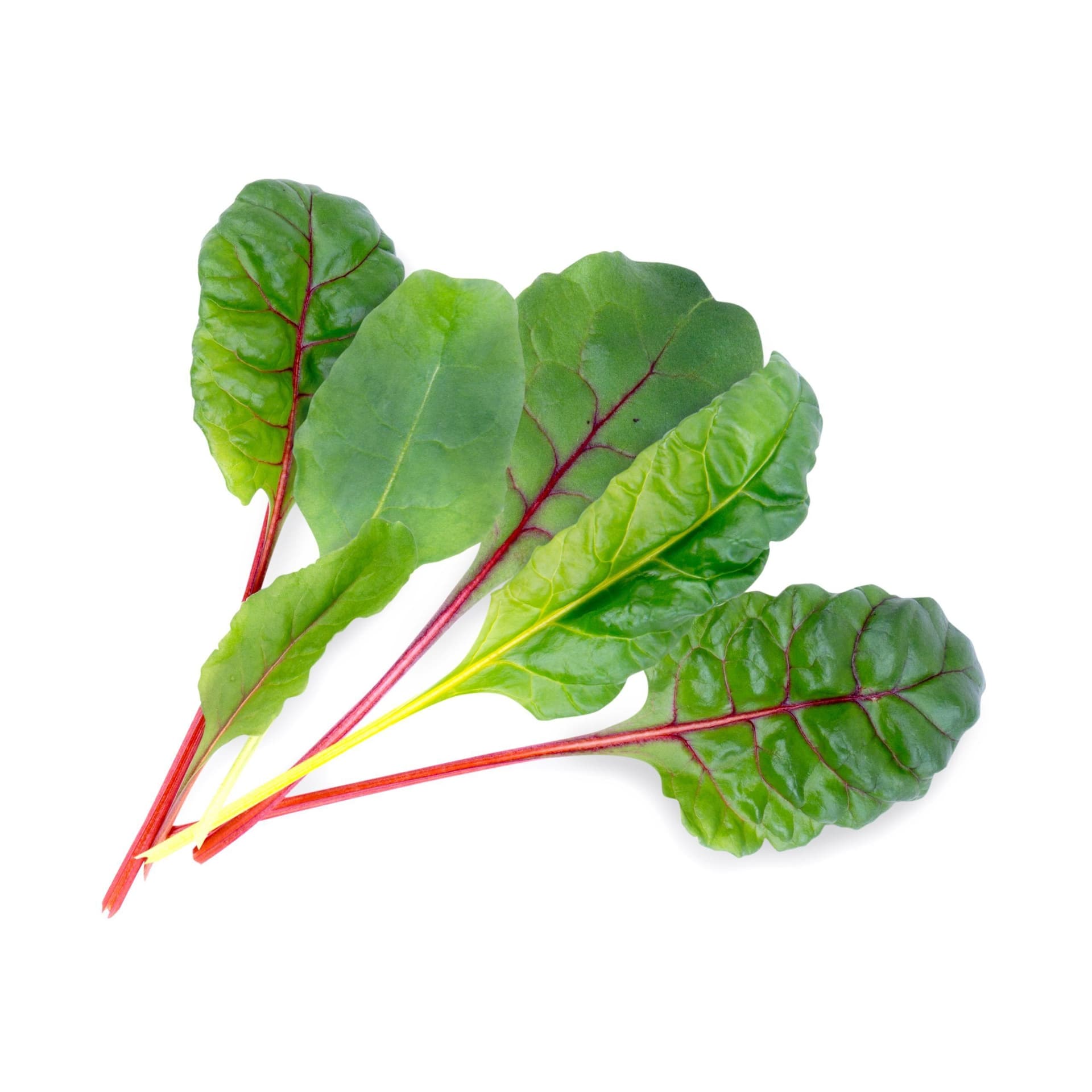 VERITABLE Lingot® Swiss Chard Organic – Манголд