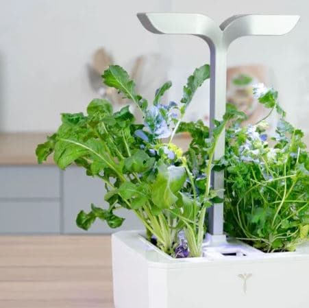 VERITABLE Lingot® Arugula Organic - Рукола - снимка 3