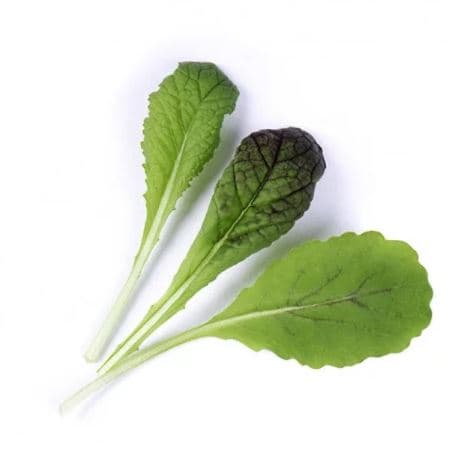 VERITABLE Lingot® Red Giant Mustard Organic - Гигантска червена горчица - снимка 2