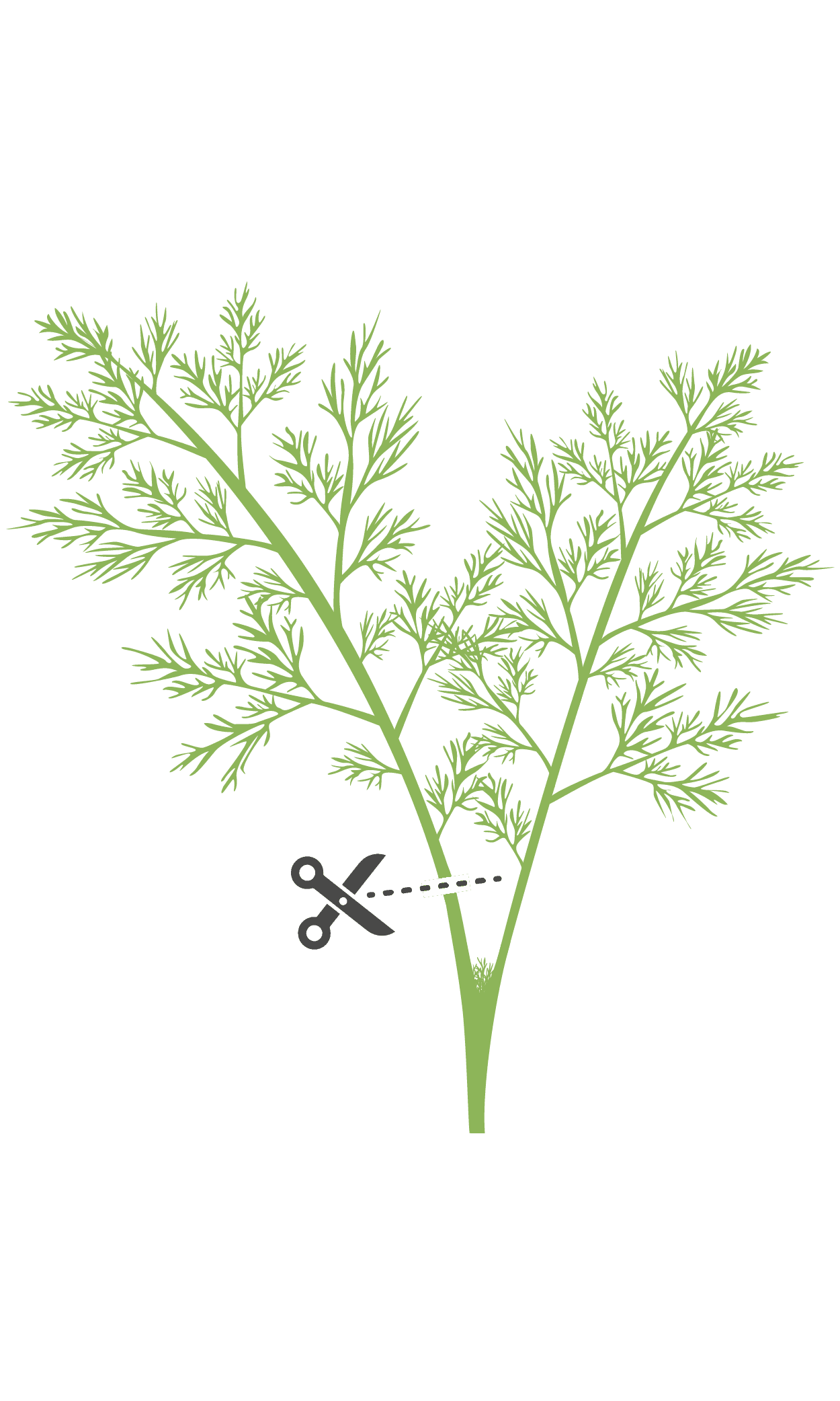 VERITABLE Lingot® Fennel – Фенел