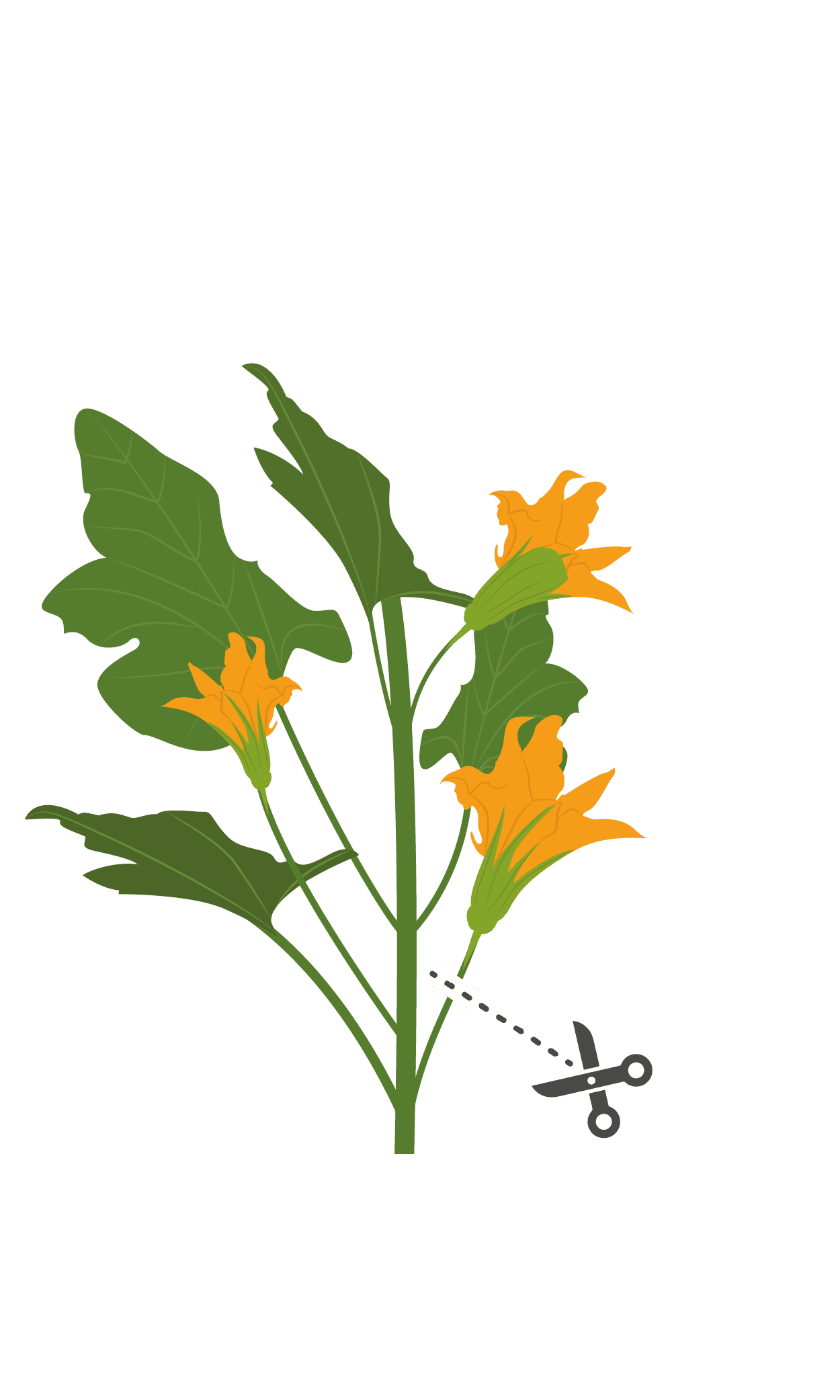 VERITABLE Lingot® Zucchini Flowers Organic – Цвят от Тиква