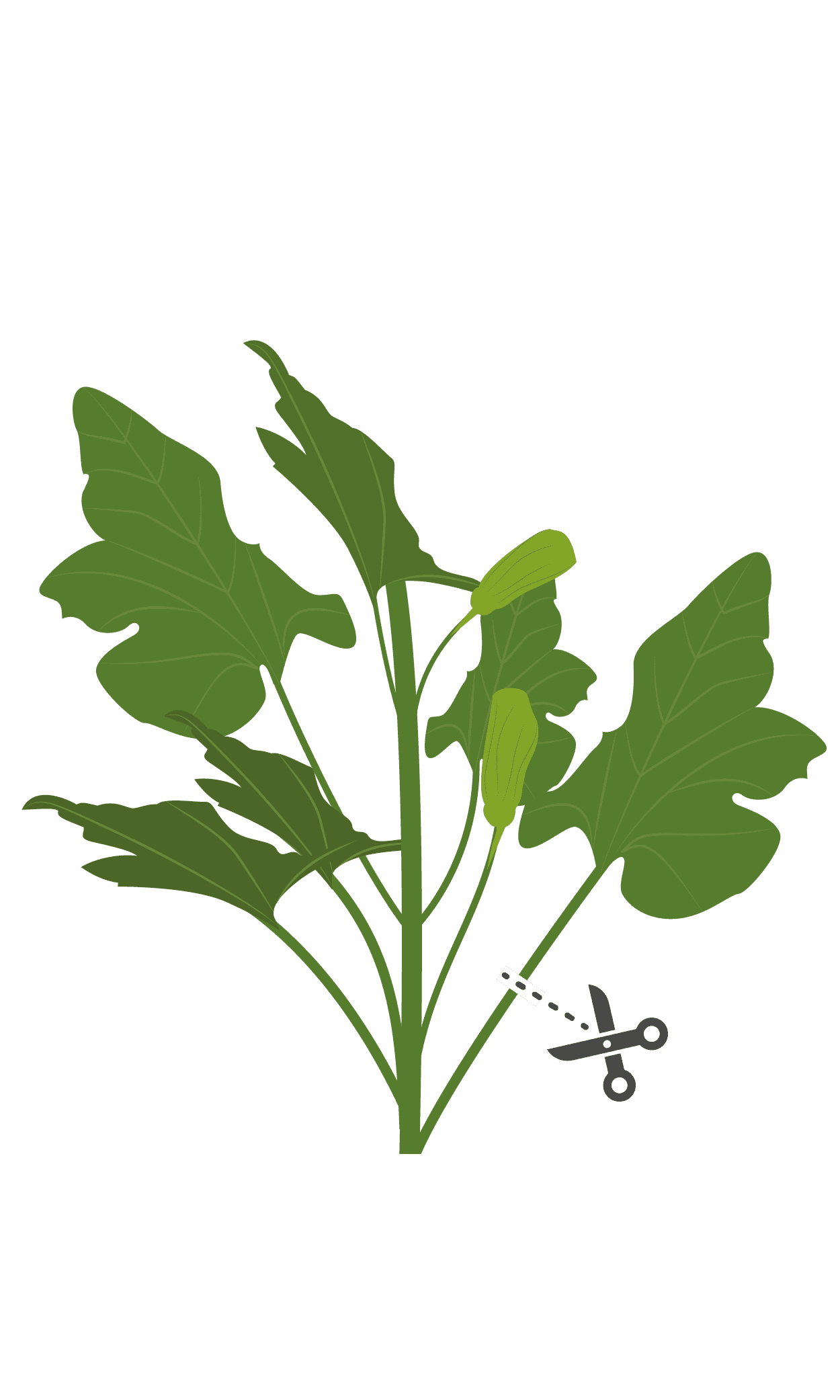 VERITABLE Lingot® Zucchini Flowers Organic – Цвят от Тиква