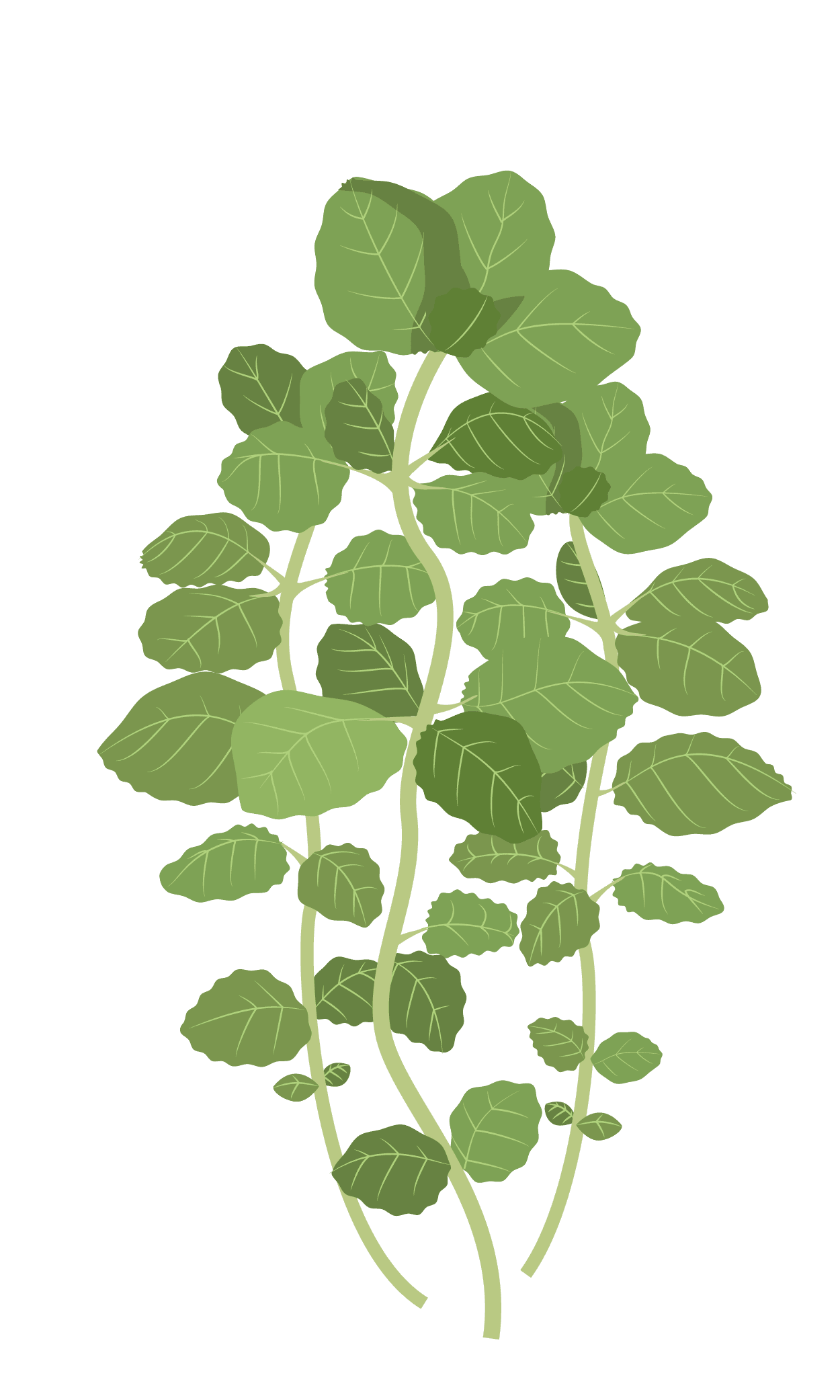 VERITABLE Lingot® Marjoram Organic – Майорана