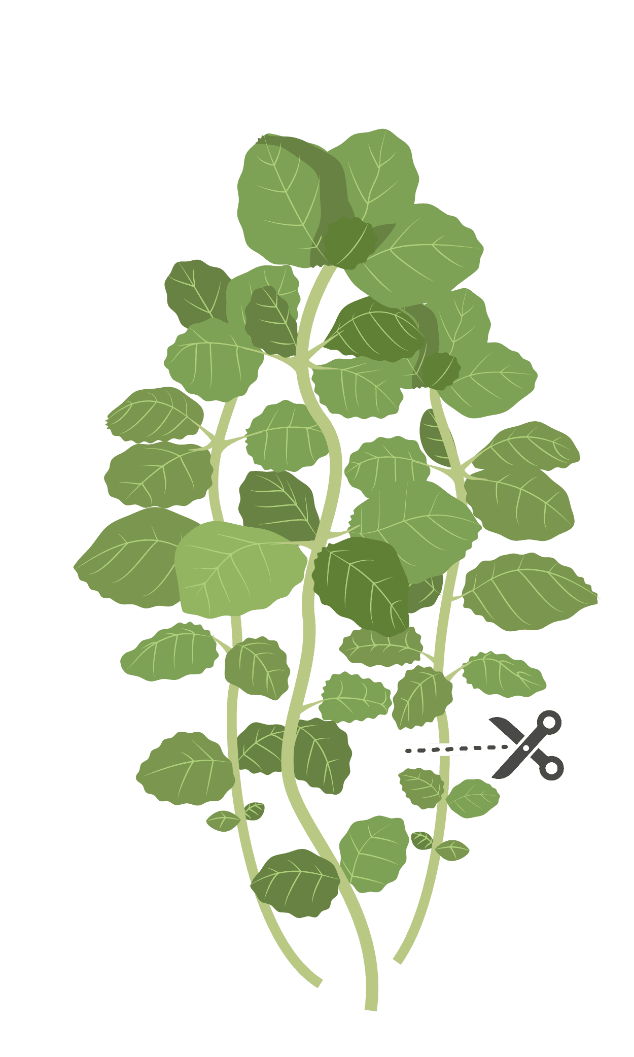 VERITABLE Lingot® Marjoram Organic – Майорана